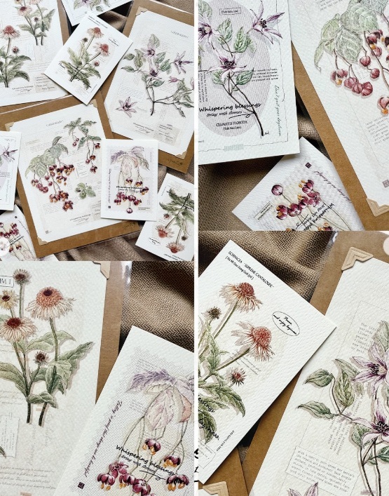 竹工凡花．秋季的呢喃祝福 插畫明信片 鐵線蓮/哈密瓜松果菊/垂絲衛矛