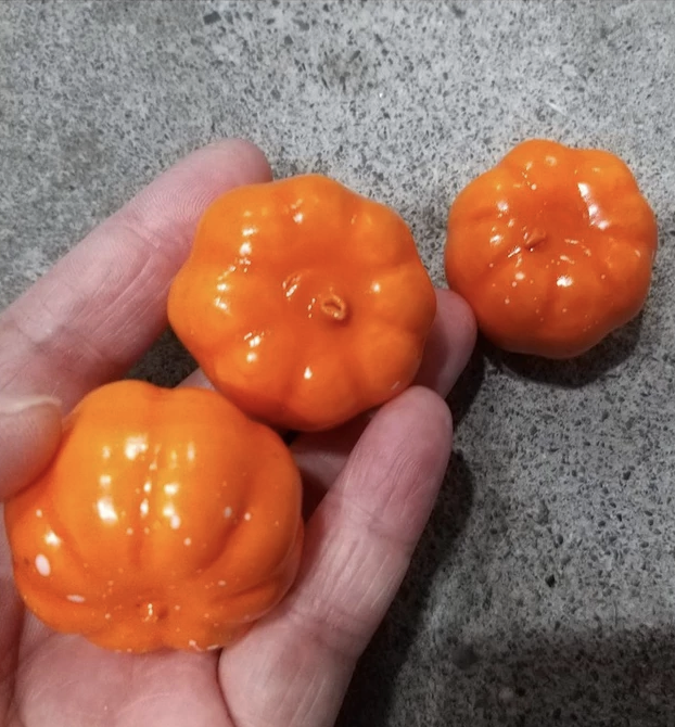 【台灣現貨速發】仿真南瓜 小南瓜 萬聖節｜３.５cm－８cm｜南瓜 仿真水果 保麗龍 保麗龍南瓜 萬聖節裝飾