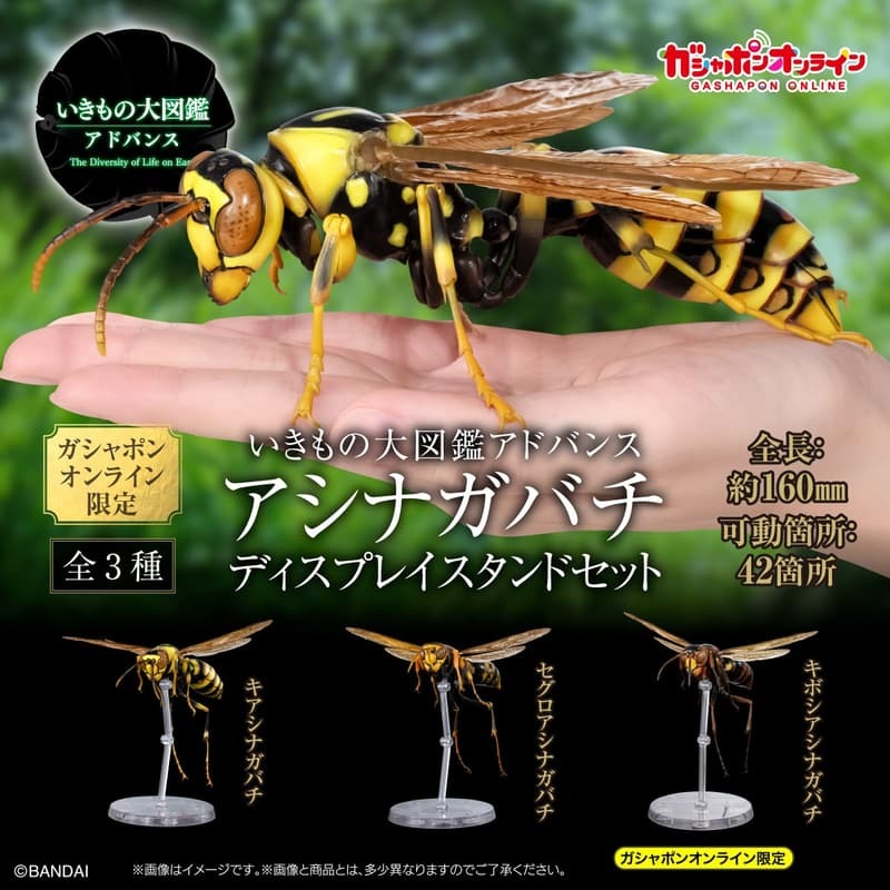[魂SHOP限定GOL] 生物大圖鑑 長腳蜂 展示支架套裝 [GOL]THE DIVERSITY OF LIFE ON EARTH ADVANCE POLISTINAE DISPLAY STAND SET