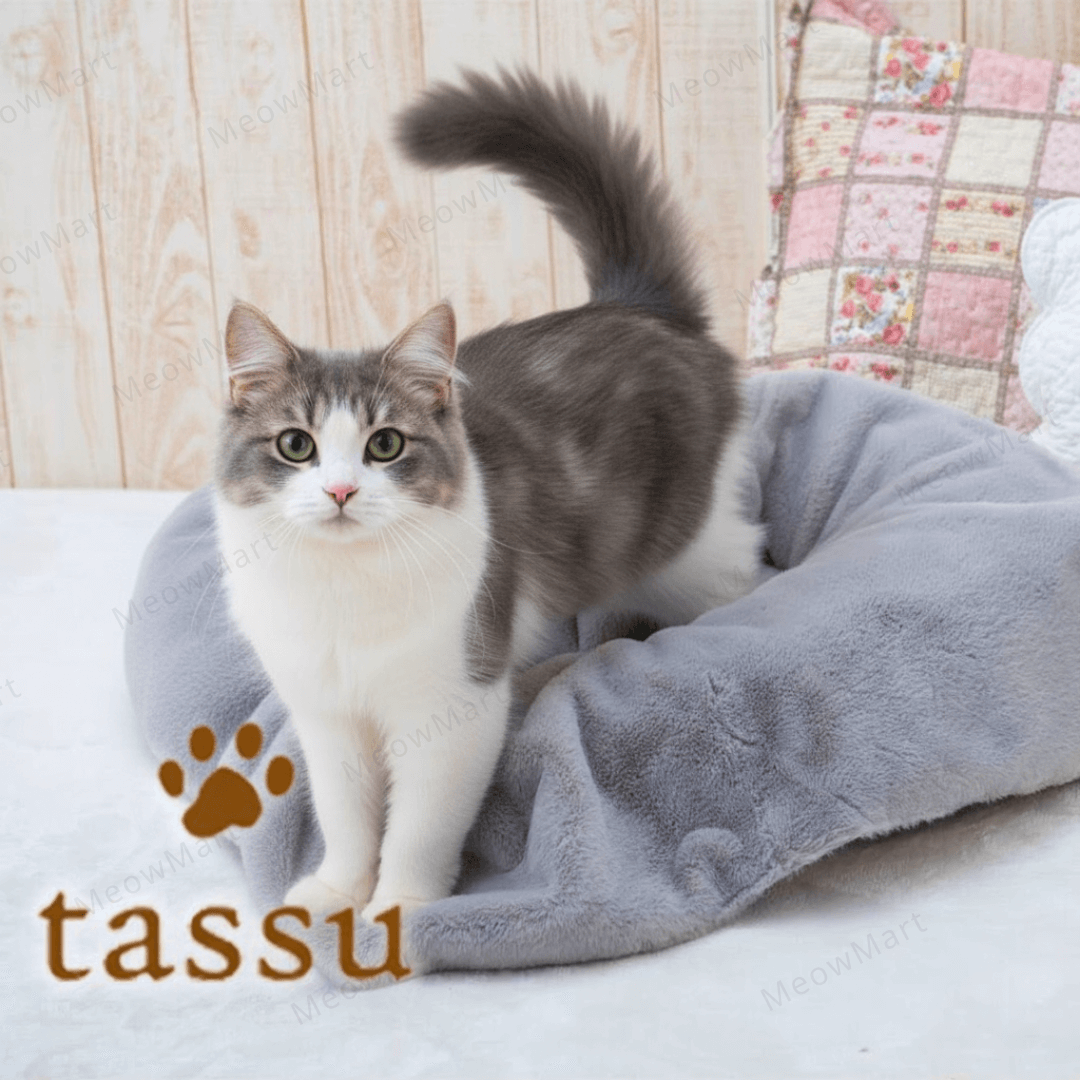 日本Tassu超柔軟保暖毛毯