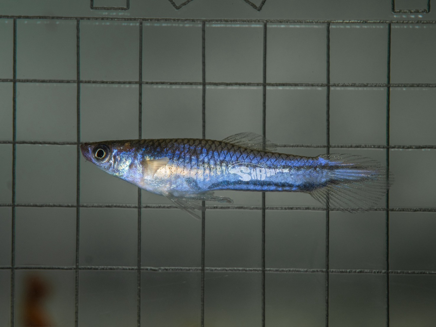 二線花將 對魚（1公1母）