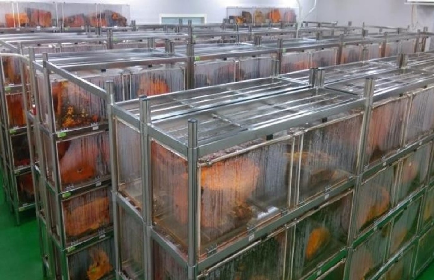 活力爪子研發團隊-牛樟芝培育