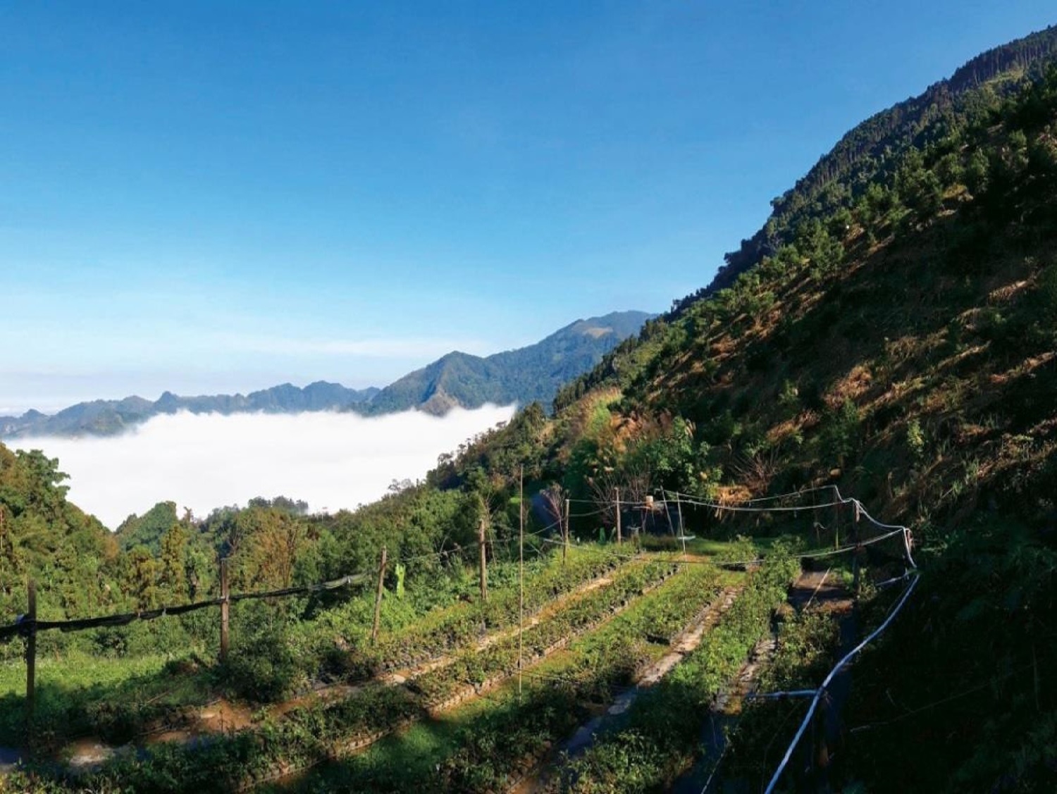活力爪子研發團隊-牛樟芝復育造林地