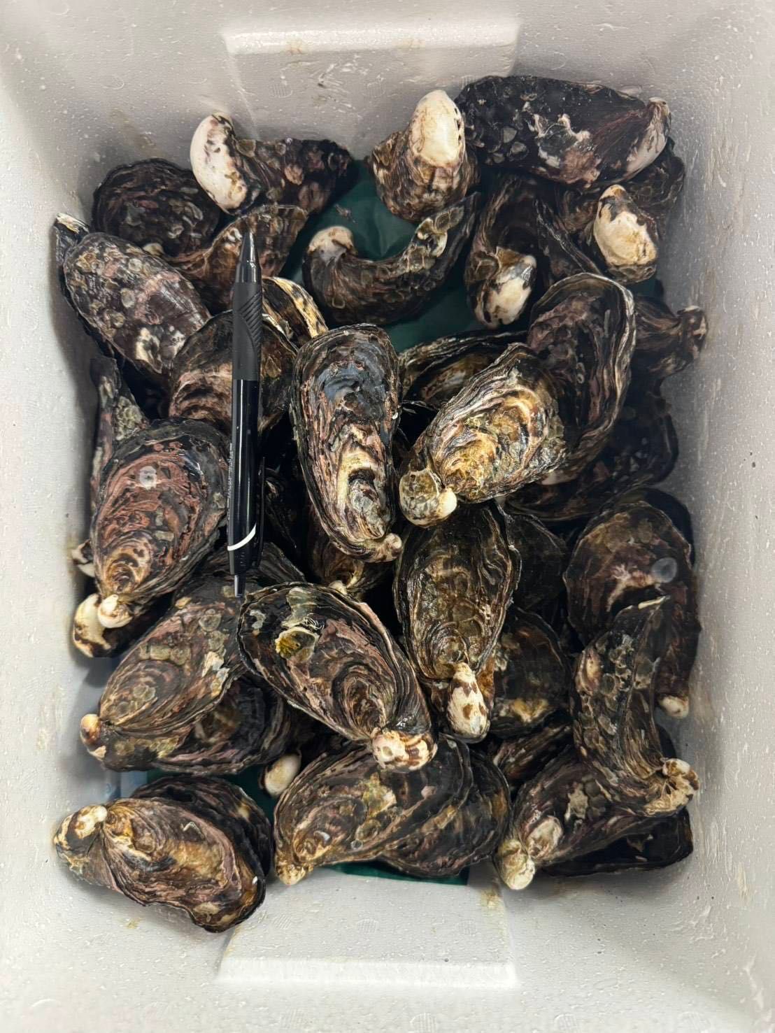 兵庫 相生漆黒 シングル三倍体