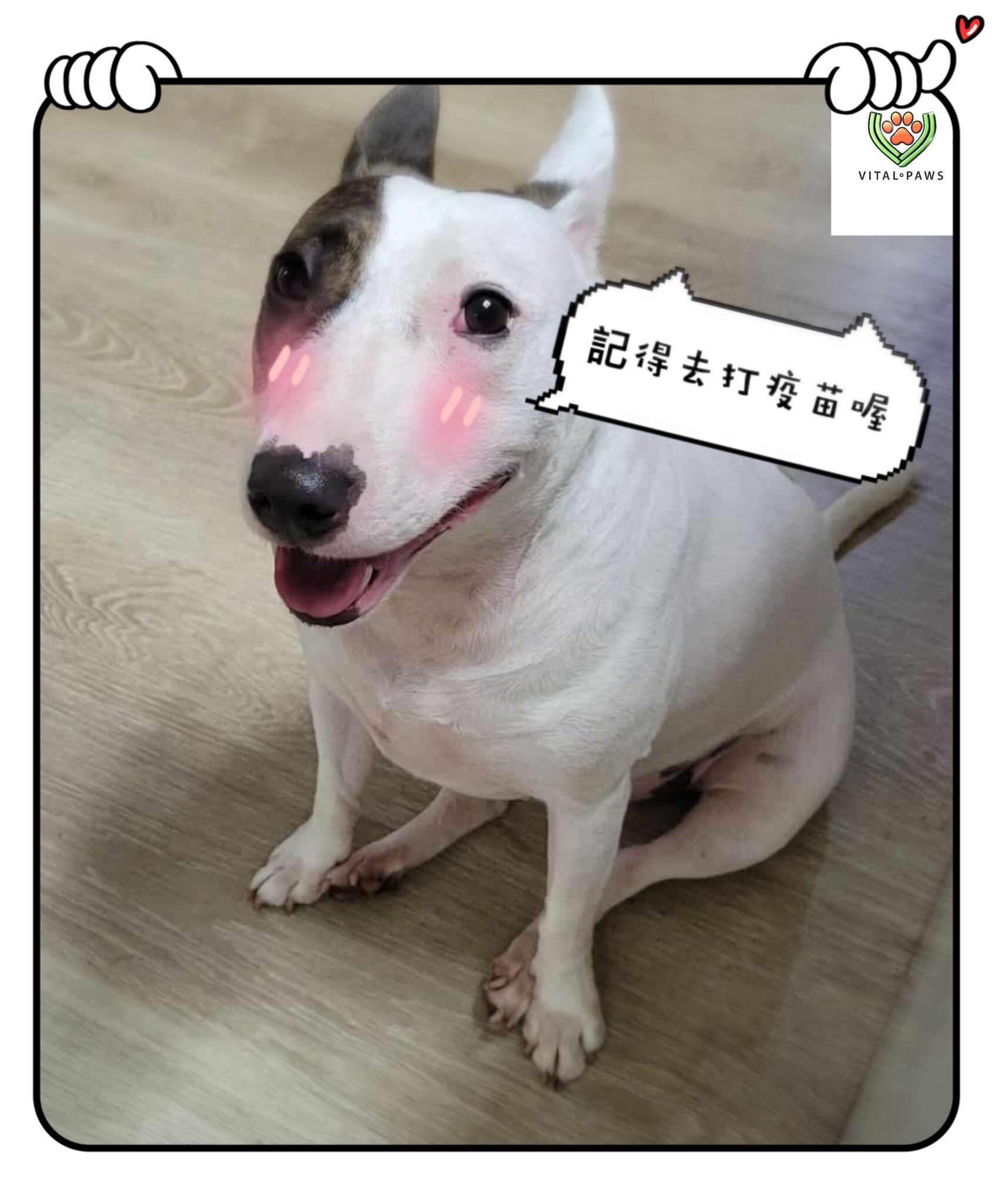 你家的毛寶貝打狂犬病疫苗了嗎？