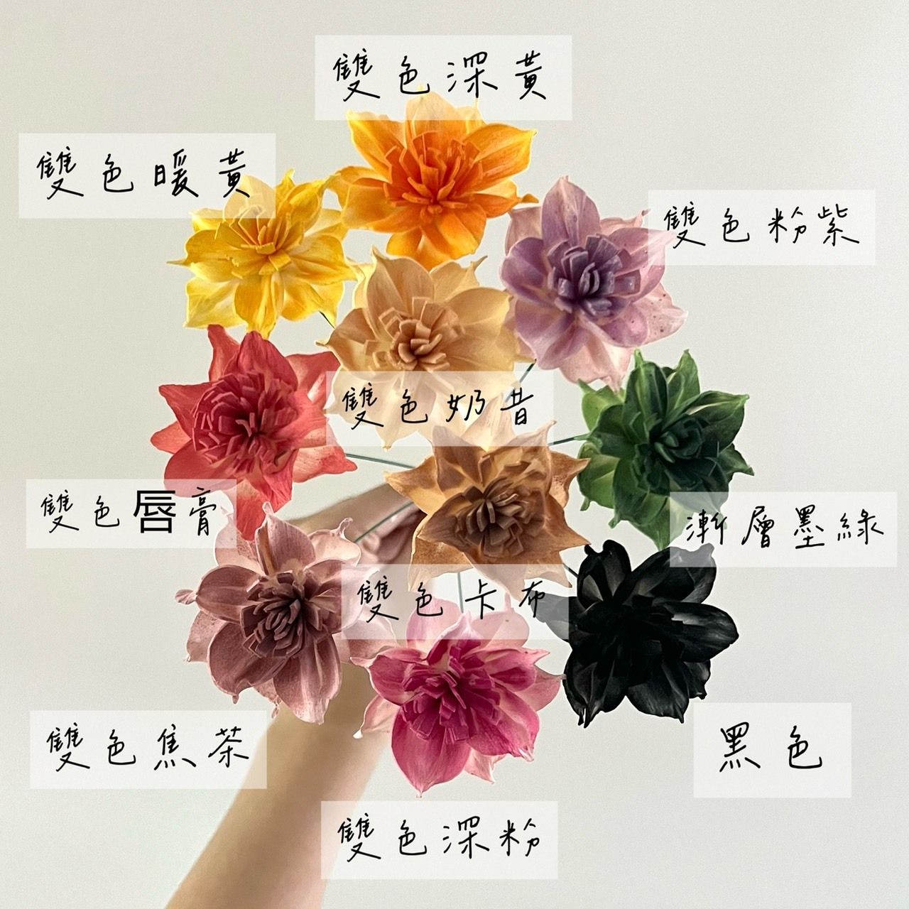 泰國索拉 尖葉水仙花(新款) 6CM <十支一把> (高品質)