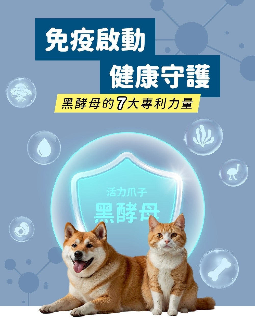 活力爪子 黑酵母 免疫啟動 健康守護