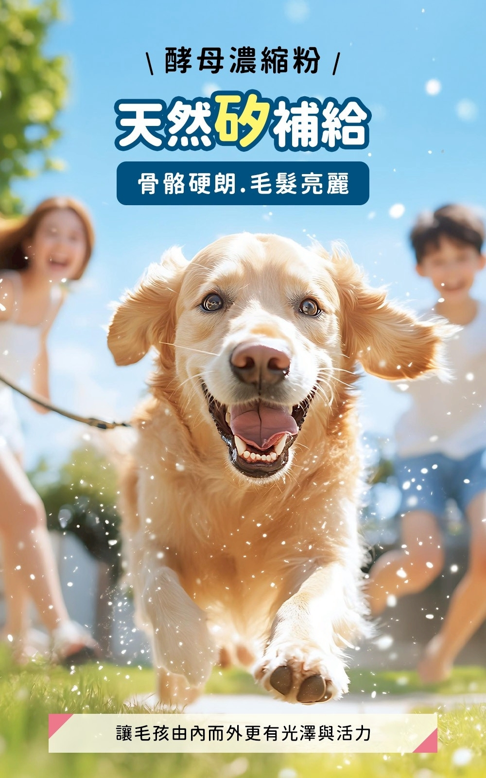 活力爪子 黑酵母 天然矽補給