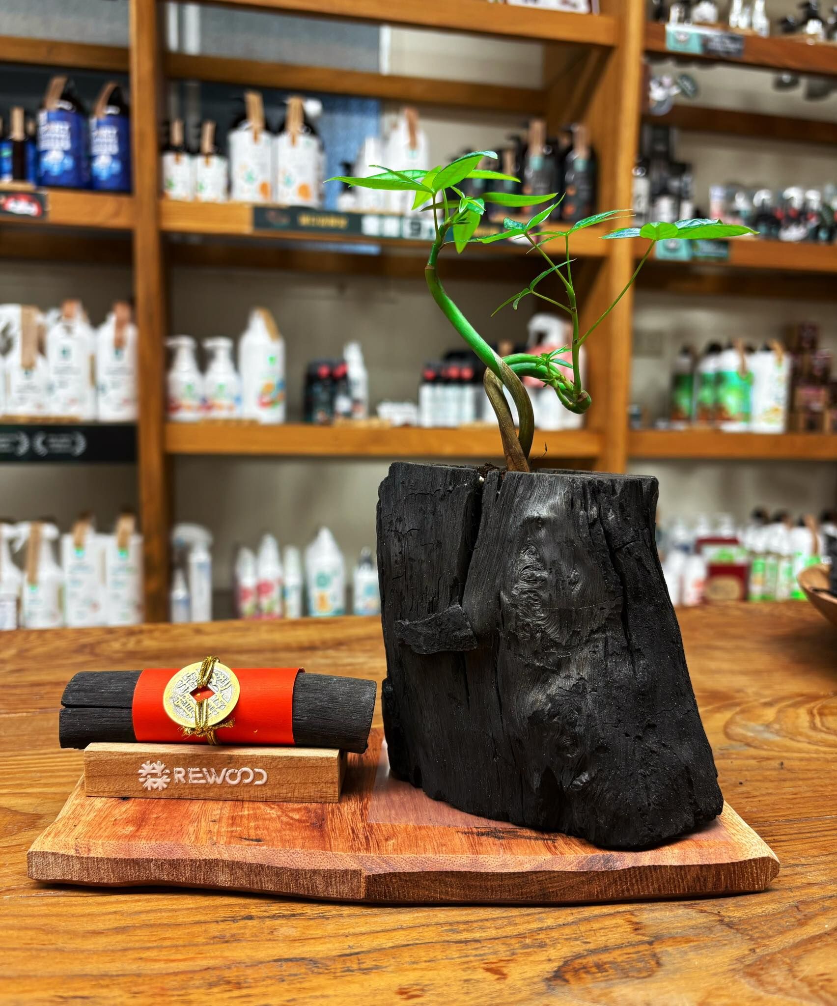 【1020專屬訂單 FB -Charles Huang 】REWOOD 龍眼炭盆栽 – 聚財