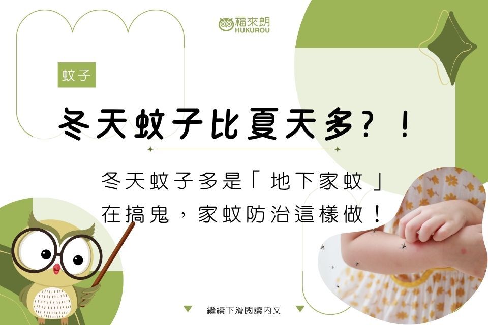 冬天蚊子比夏天多？！冬天蚊子多是「地下家蚊」在搞鬼，家蚊防治這樣做！