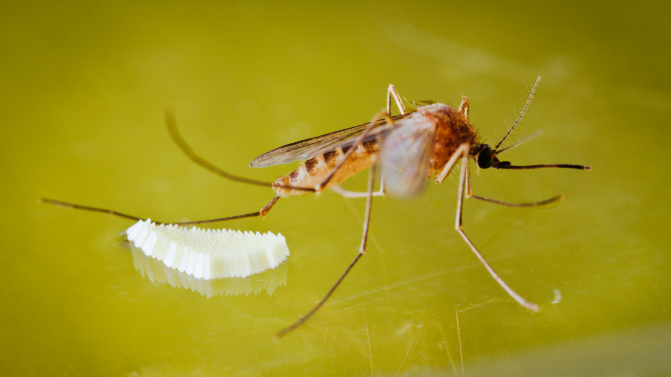 冬天蚊子1：地下家蚊