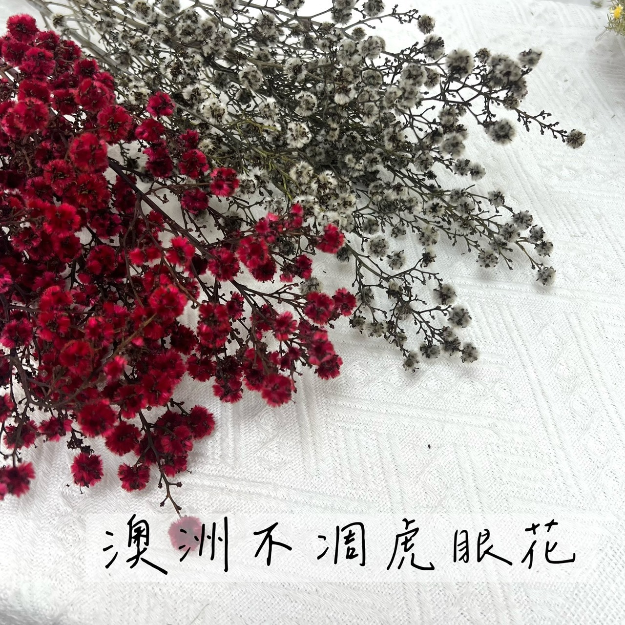 澳洲不凋虎眼花