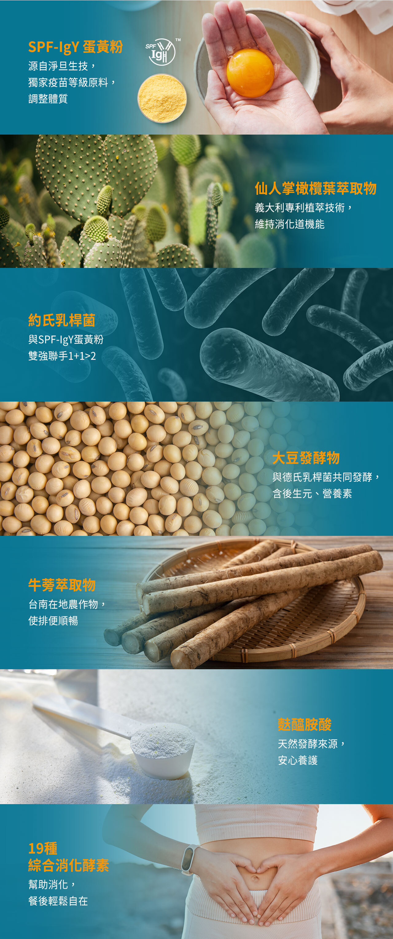 護衛君 即行plus_原料介紹 SPF-IgY蛋黃粉、仙人掌橄欖葉萃取物、約氏乳桿菌、大豆發酵物、牛蒡萃取物、麩醯胺酸、19種消化酵素
