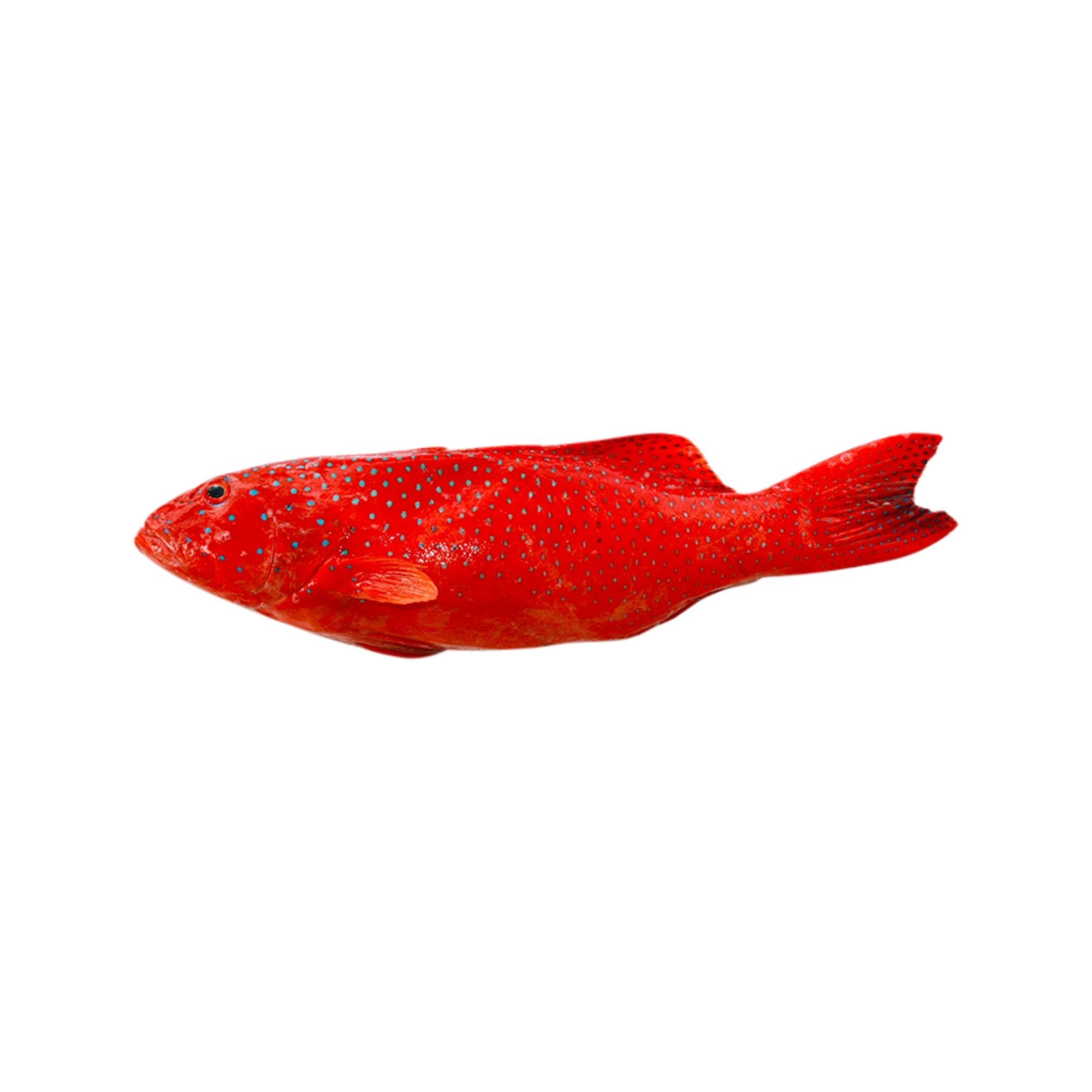 Local Special Offer: IQF Local AFFS Coral Trout 400g to 500g