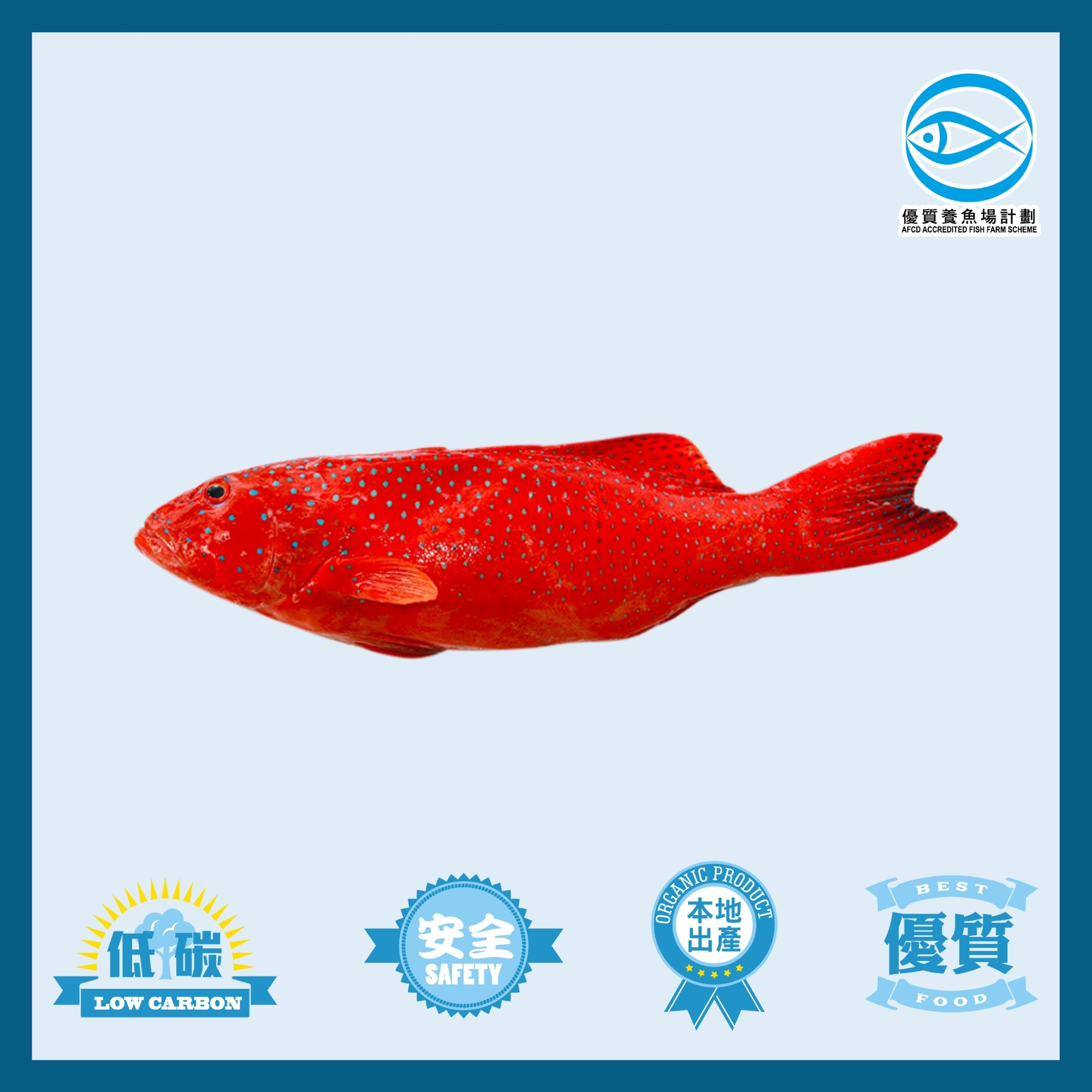 Local Special Offer: IQF Local AFFS Coral Trout 300g to 400g