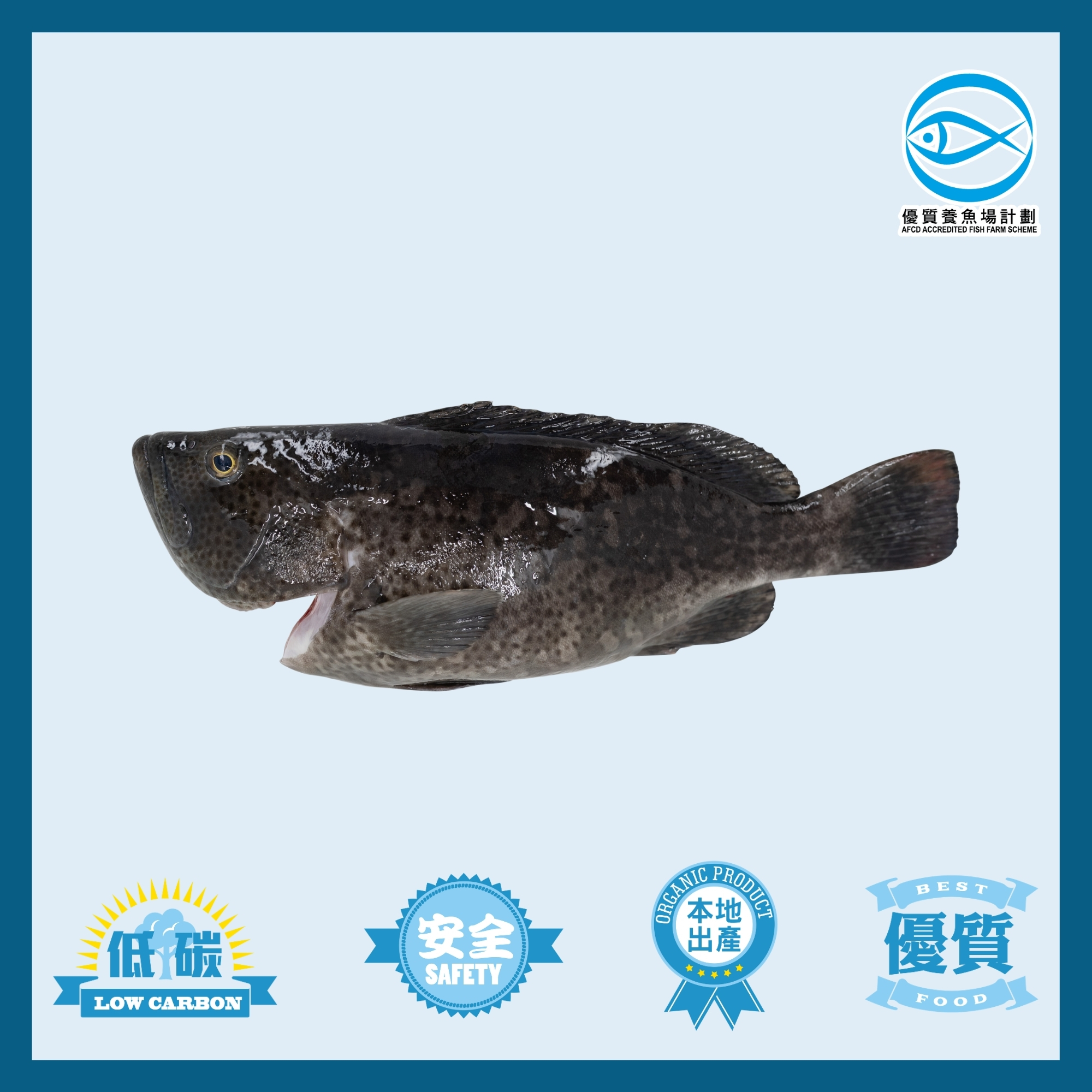 Local Special Offer: IQF Local AFFS Blue Grouper 300g to 400g