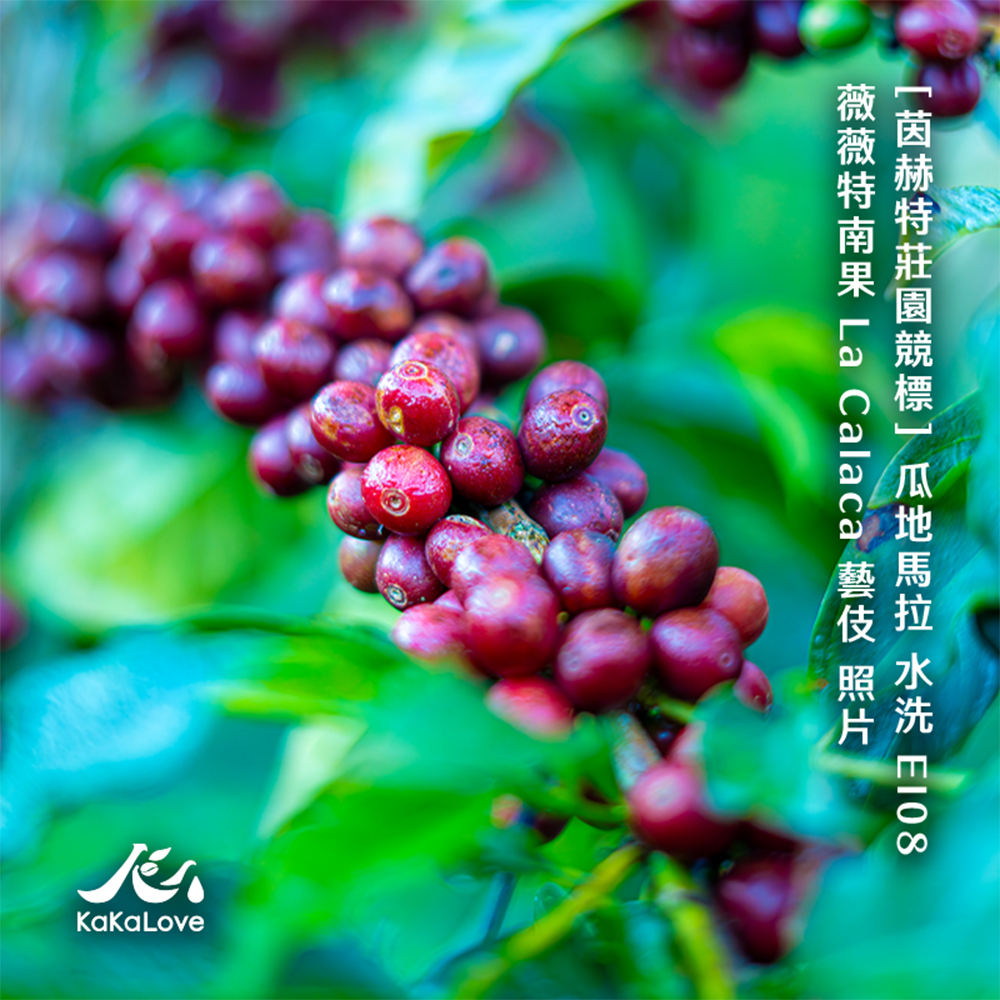 [茵赫特莊園競標] 瓜地馬拉 水洗 EI08 薇薇特南果 La Calaca 藝伎 0.25磅