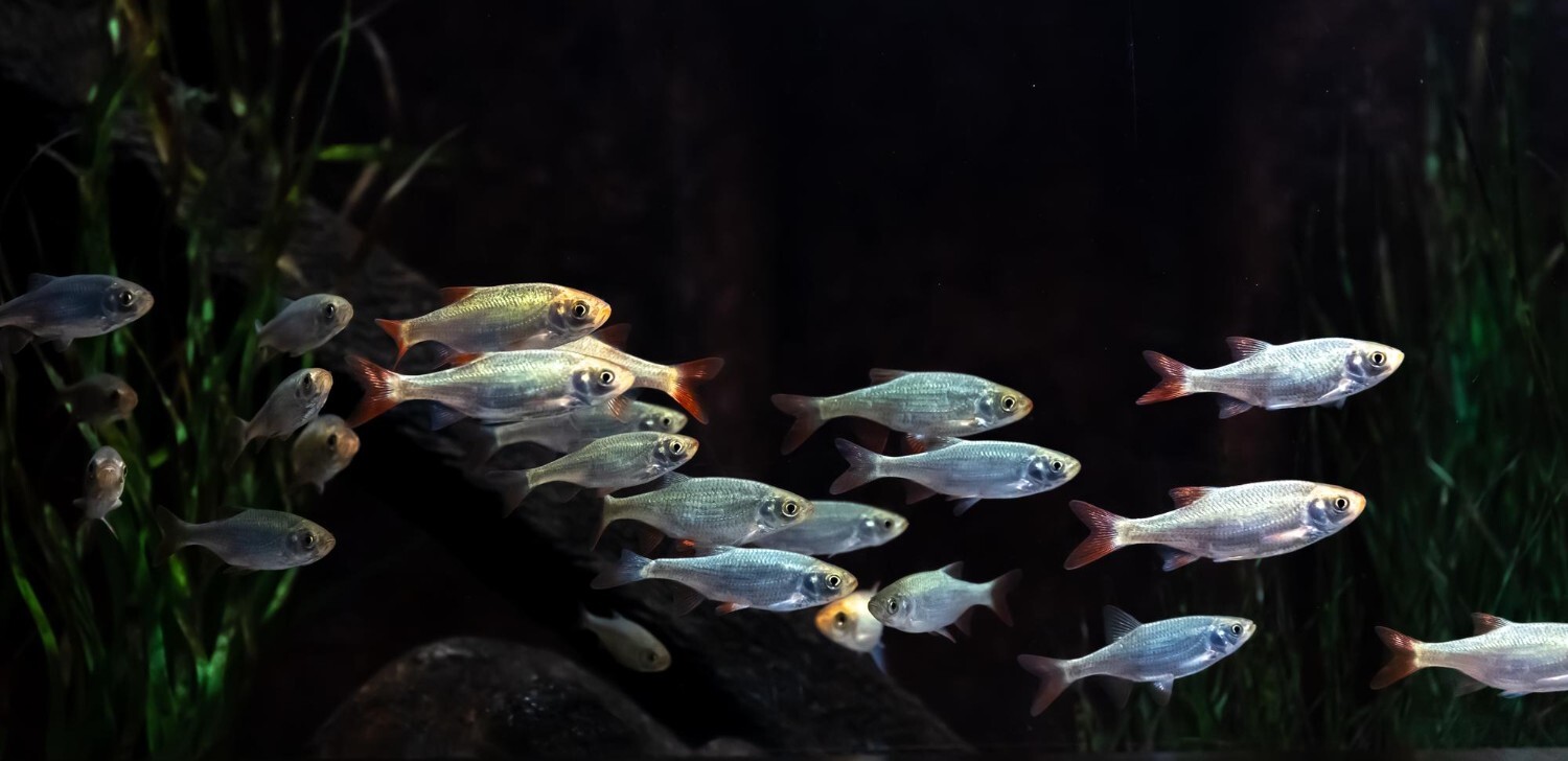 日本新田從魚苗開始的嚴格監控