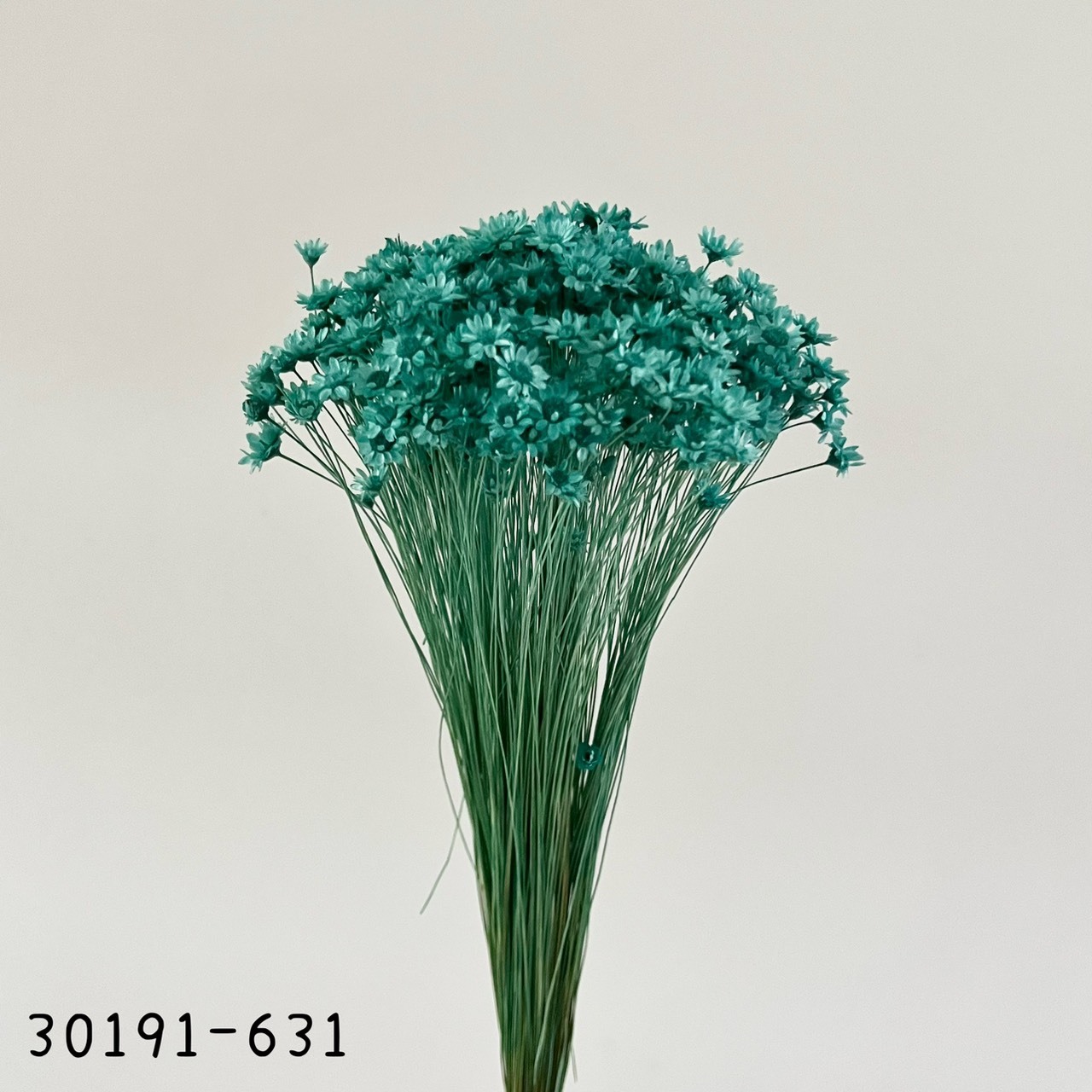 日本不凋繁星花(小) 30191-631