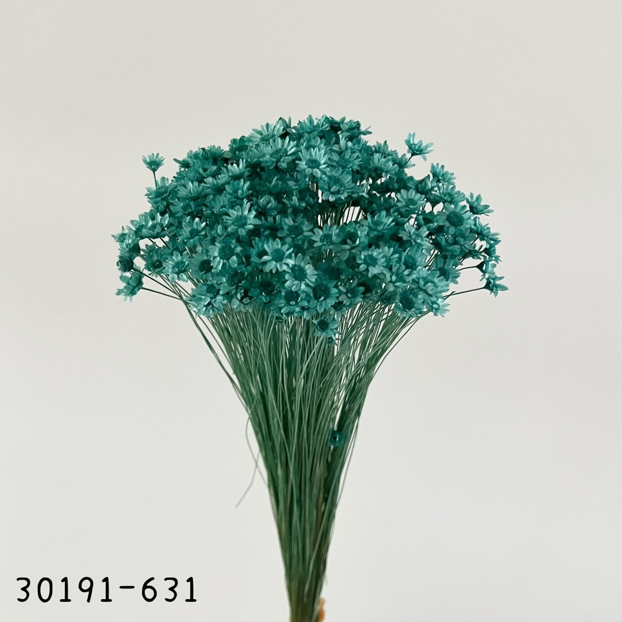 日本不凋繁星花(小) 30191-631