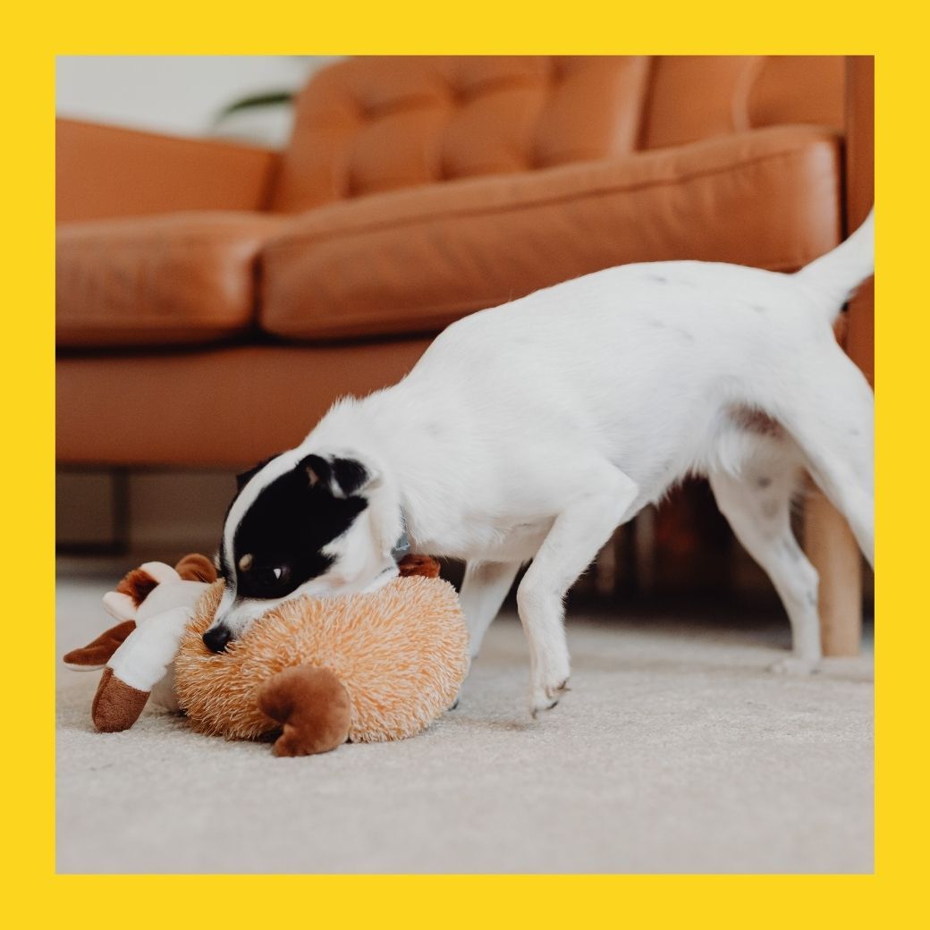 十二個月（狗）