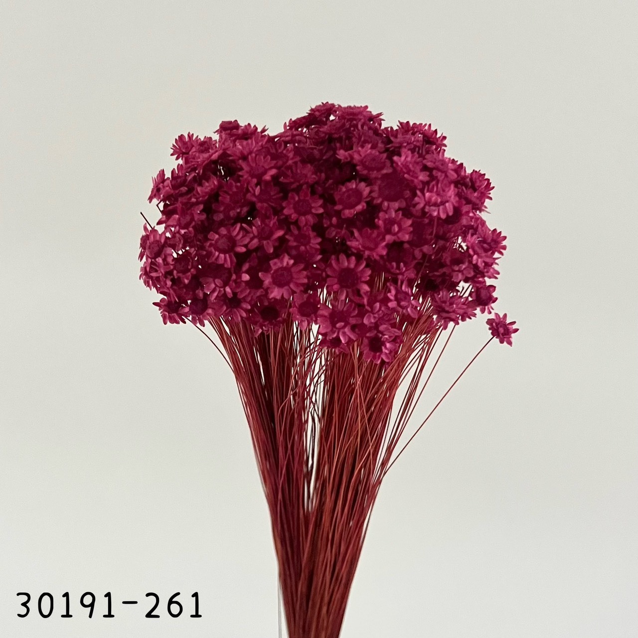 日本不凋繁星花(小) 30191-261