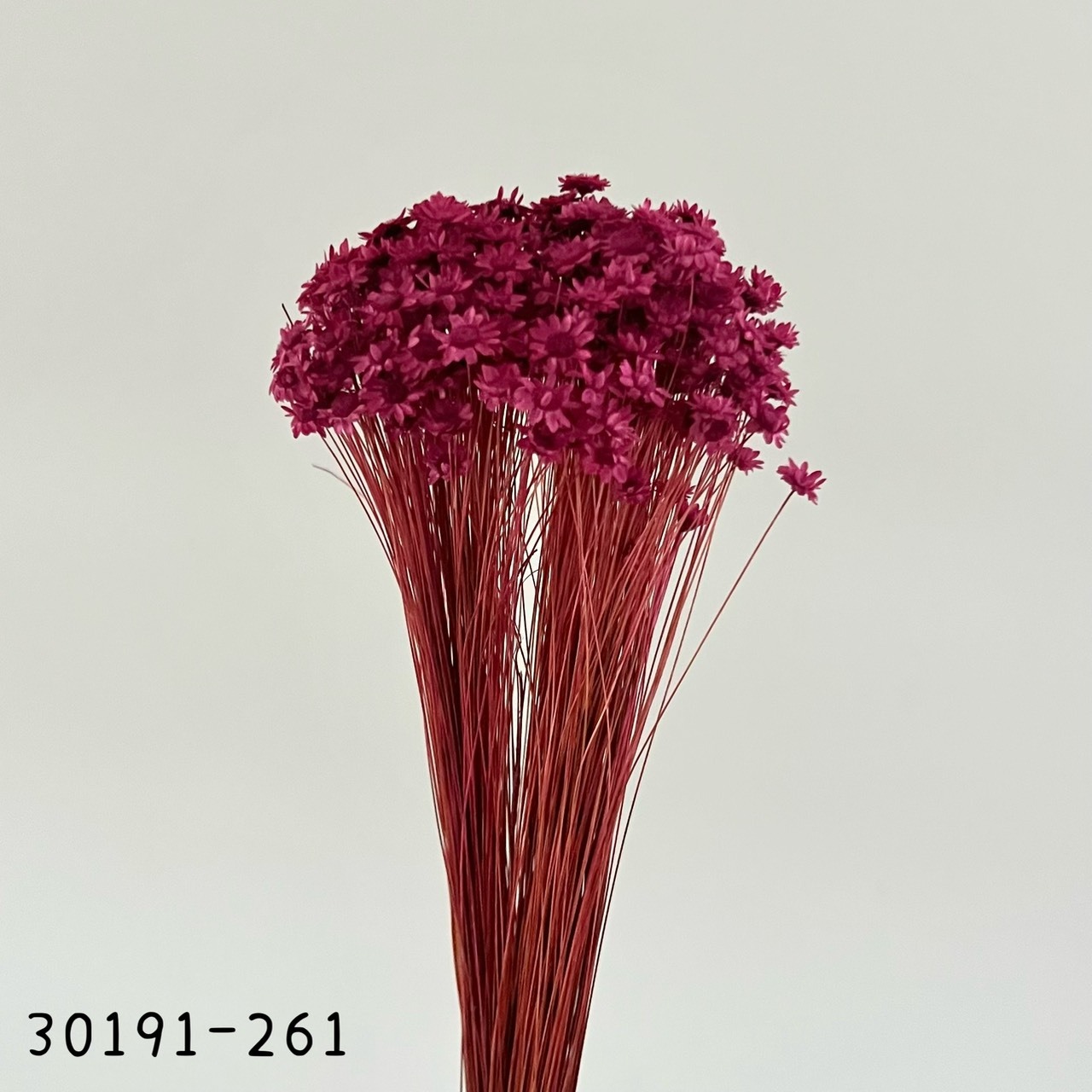 日本不凋繁星花(小) 30191-261