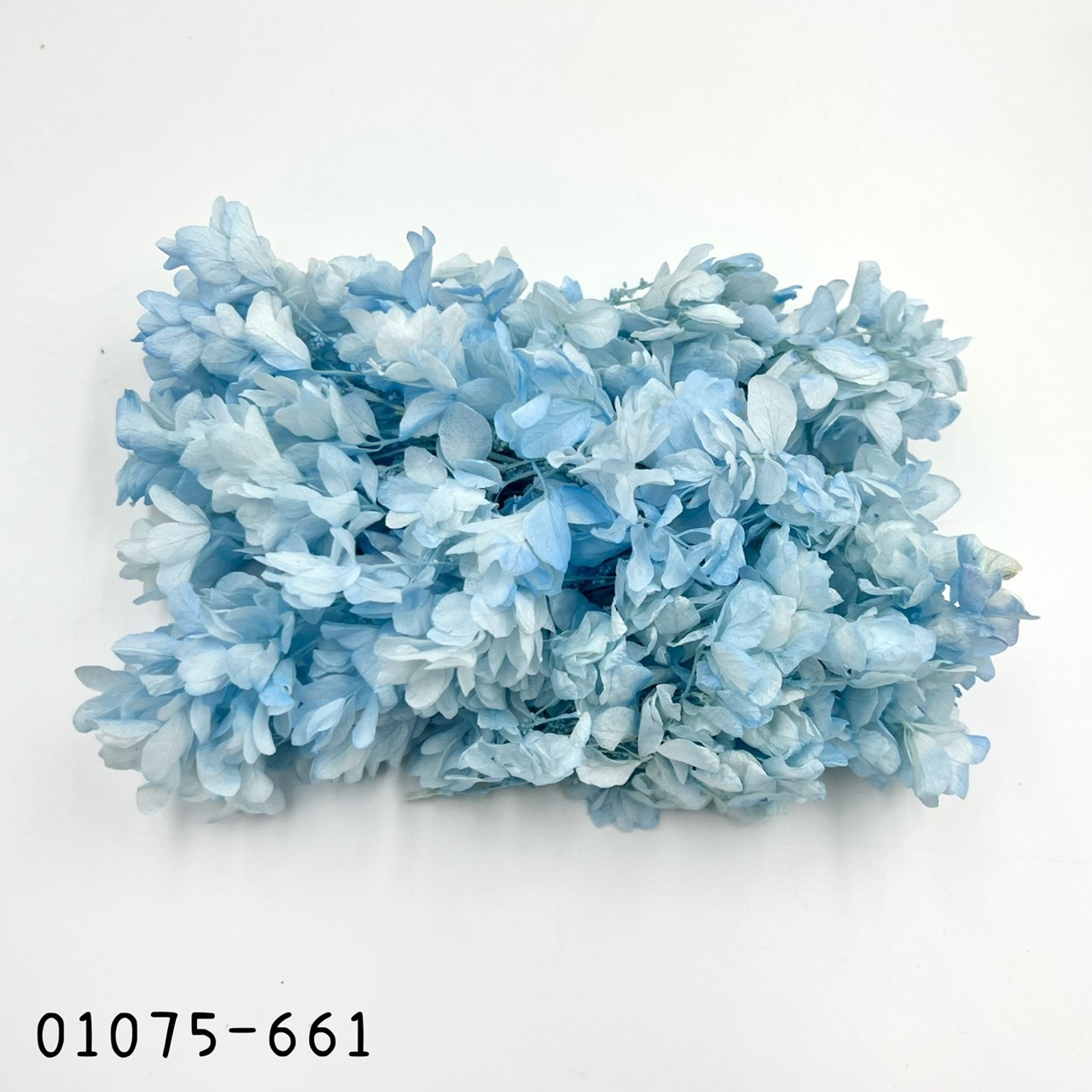 日本不凋重瓣繡球(混色) 01075-661