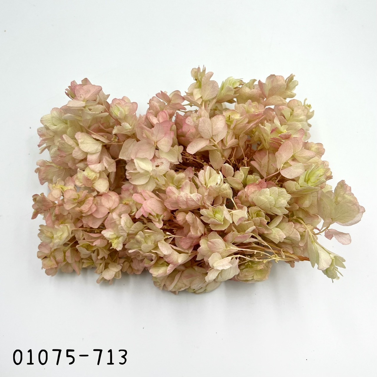 日本不凋重瓣繡球(混色) 01075-713