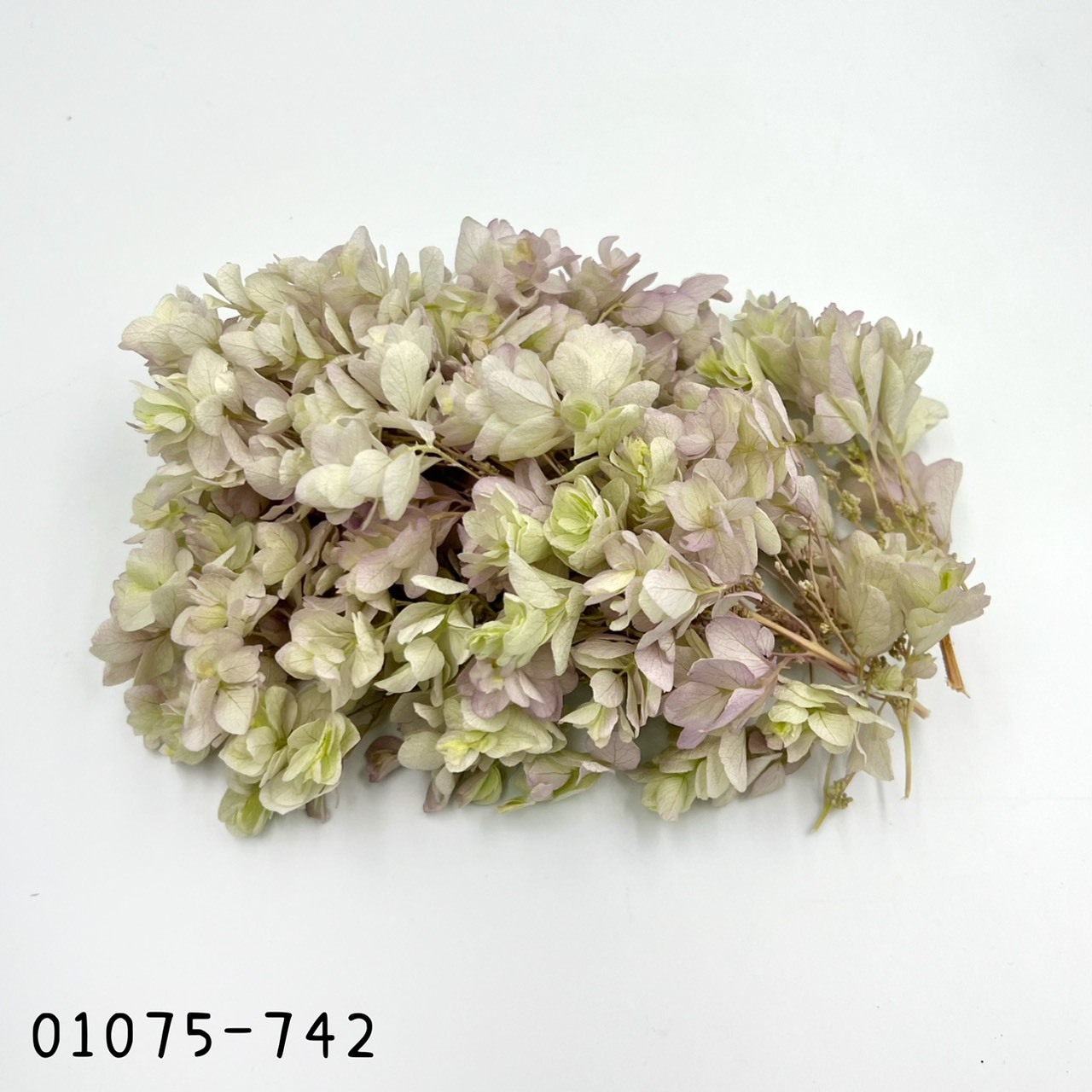 日本不凋重瓣繡球(混色) 01075-742