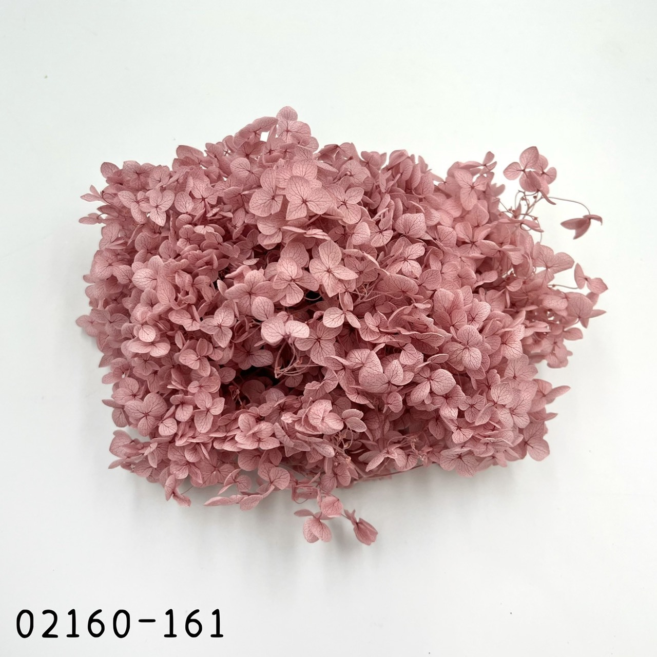 日本不凋安娜繡球 02160-161