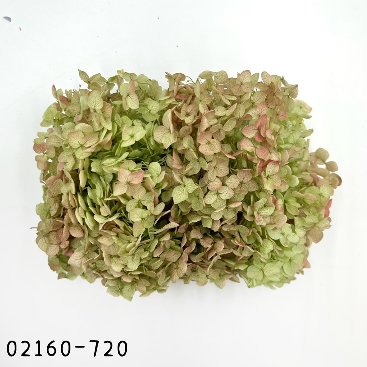 日本不凋安娜繡球 02160-720