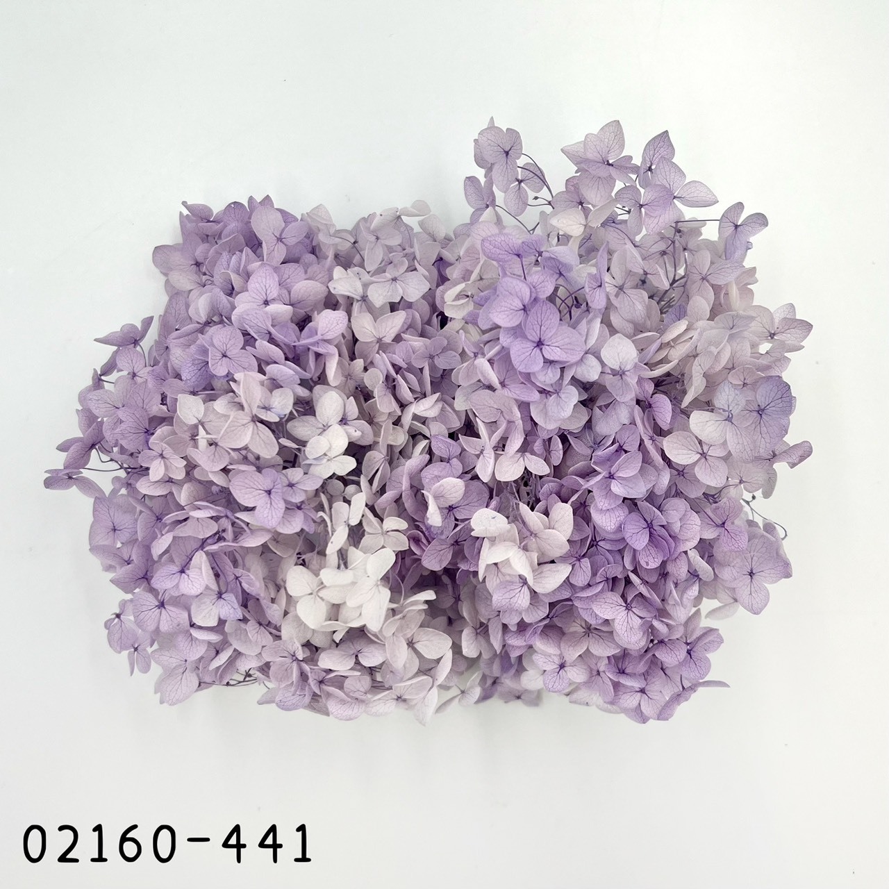 日本不凋安娜繡球 02160-441