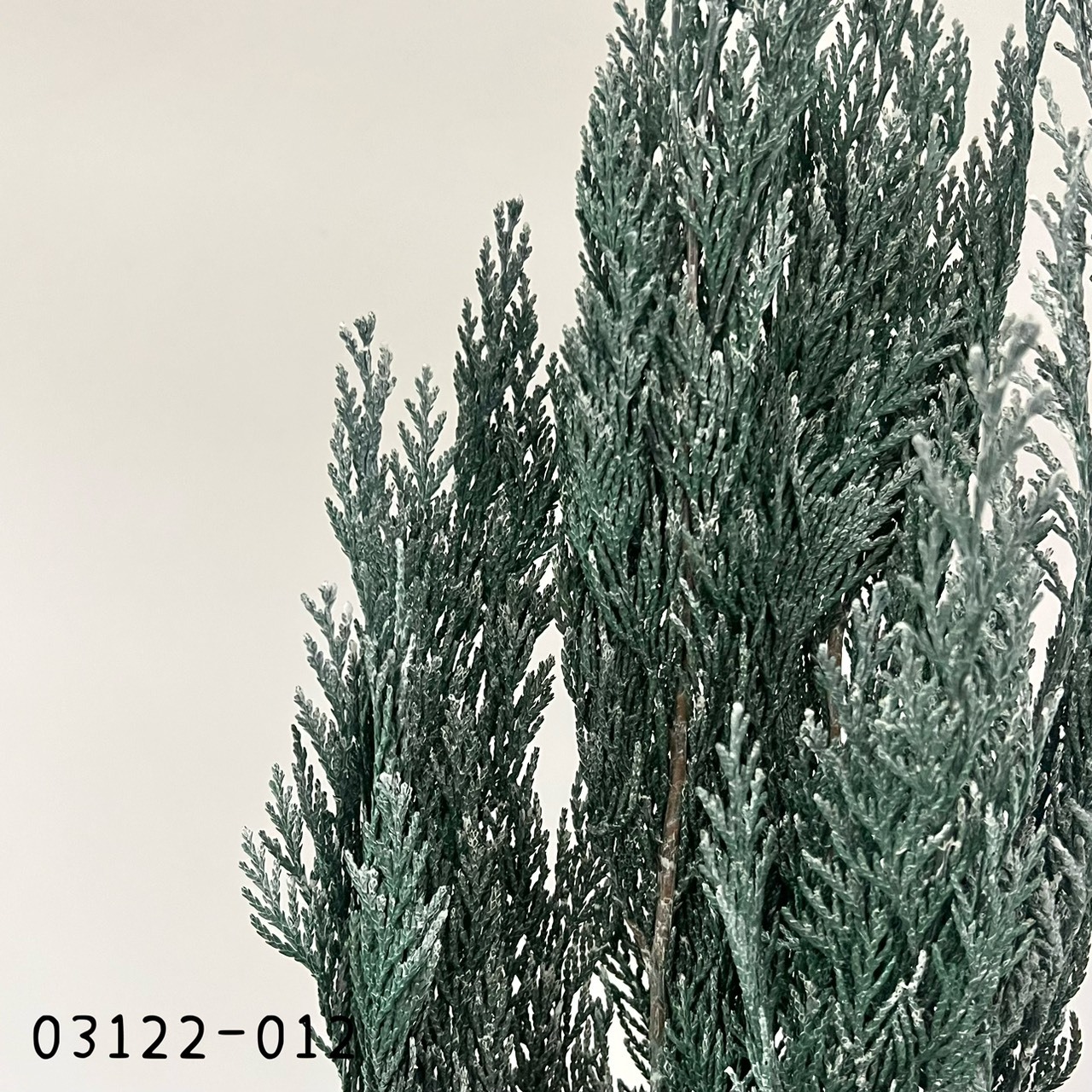 日本不凋松柏(水洗白) 03122-012