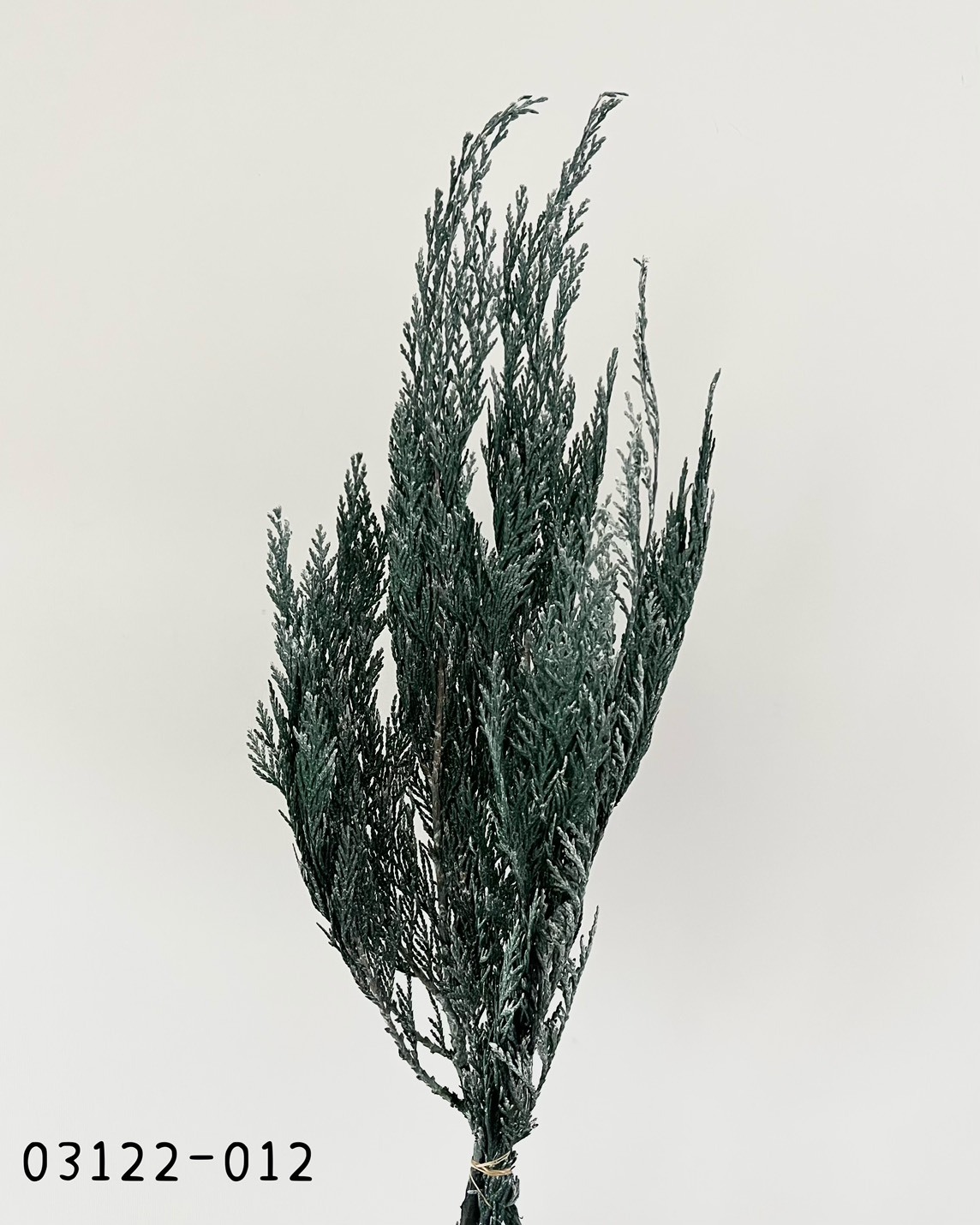 日本不凋松柏(水洗白) 03122-012