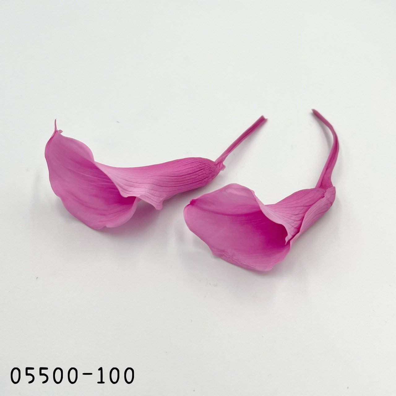 日本不凋海芋 05500-100