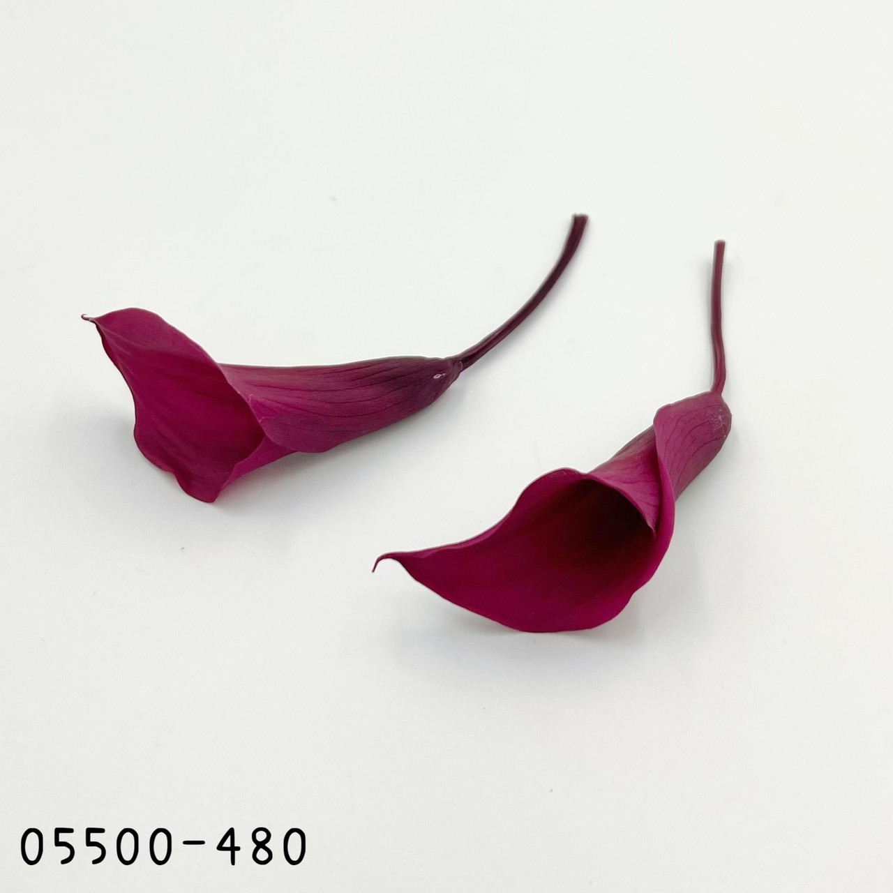 日本不凋海芋 05500-480