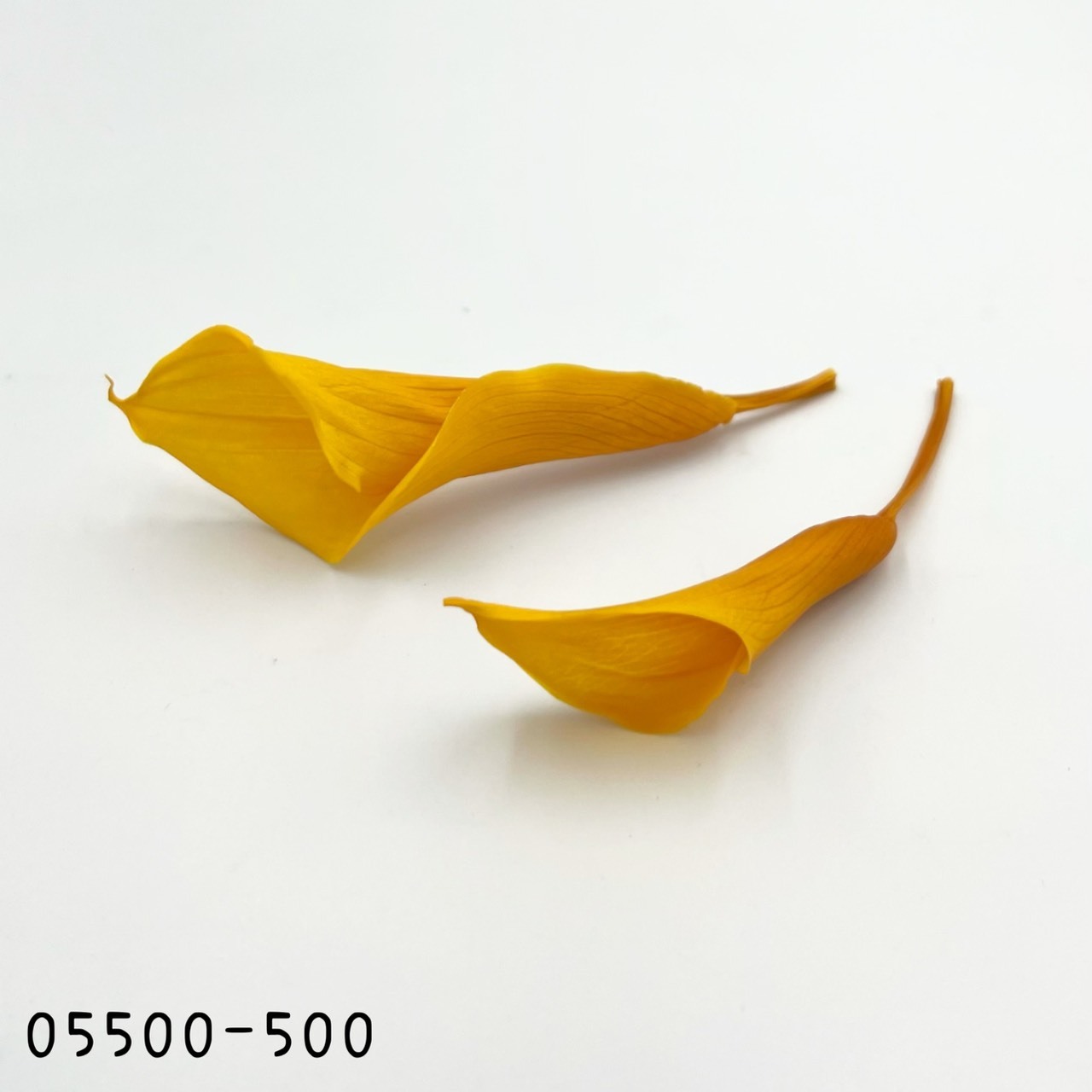 日本不凋海芋 05500-500