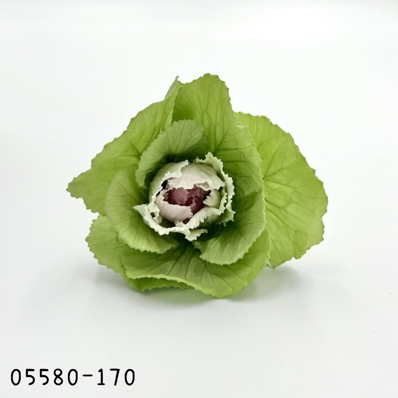 日本不凋葉牡丹 05580-170