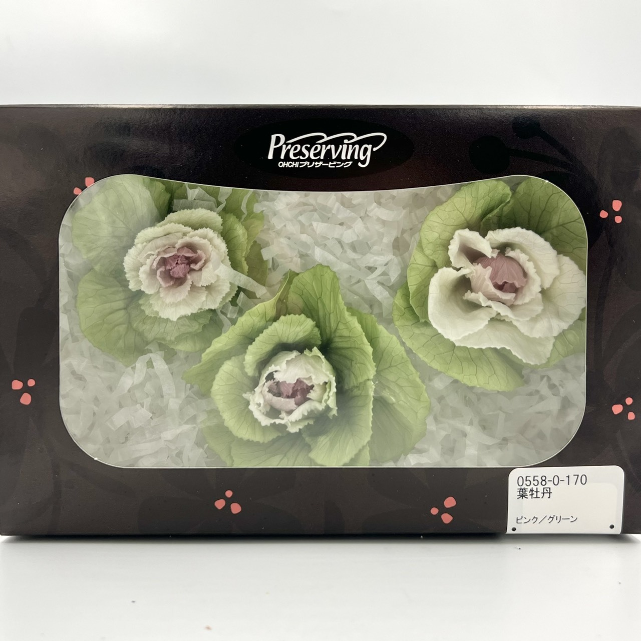 日本不凋葉牡丹 05580-170