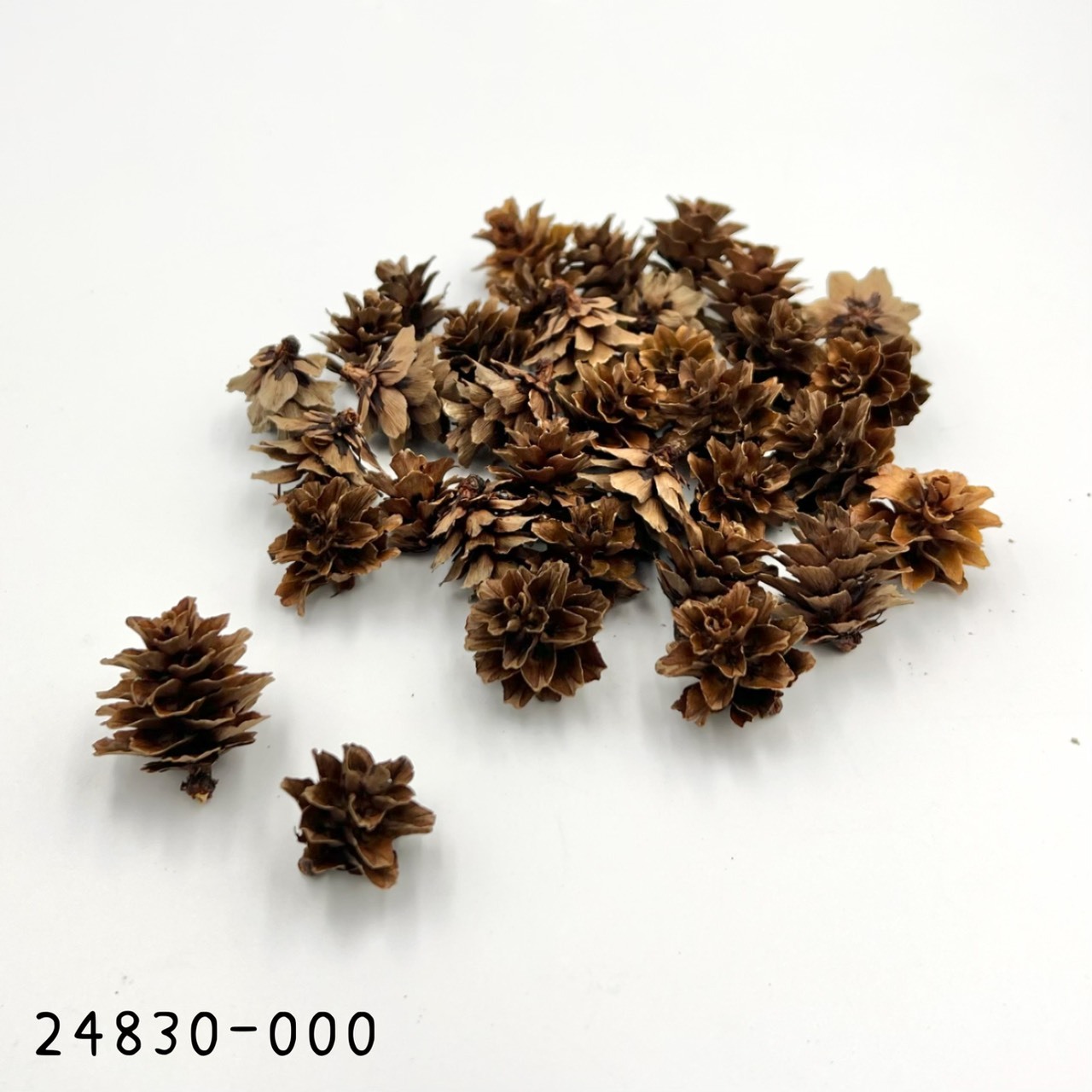 日本乾燥松花24830-000