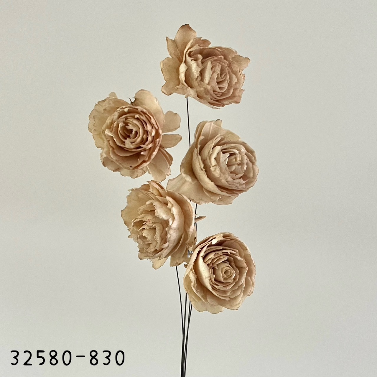 日本索拉凱特玫瑰 32580-830