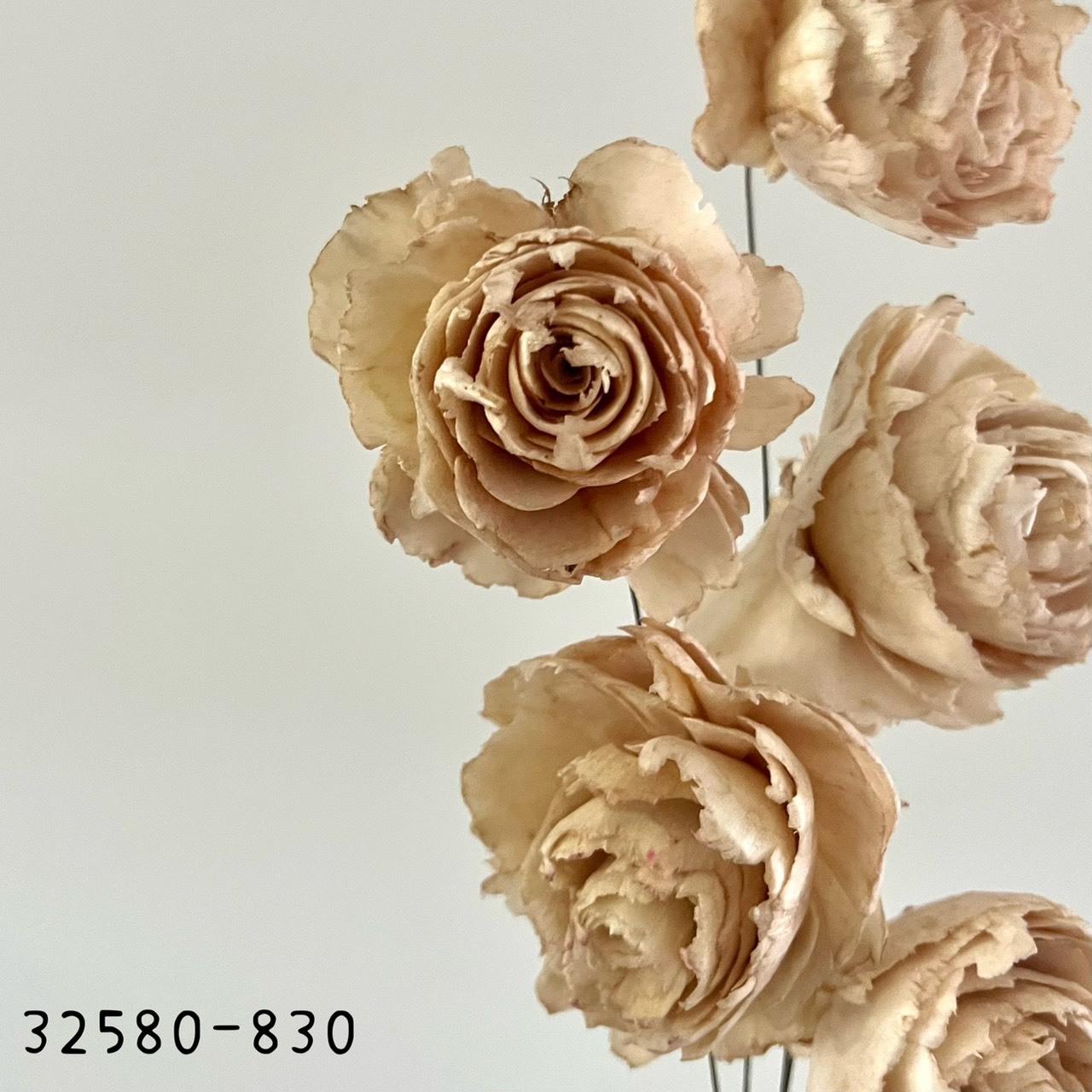 日本索拉凱特玫瑰 32580-830