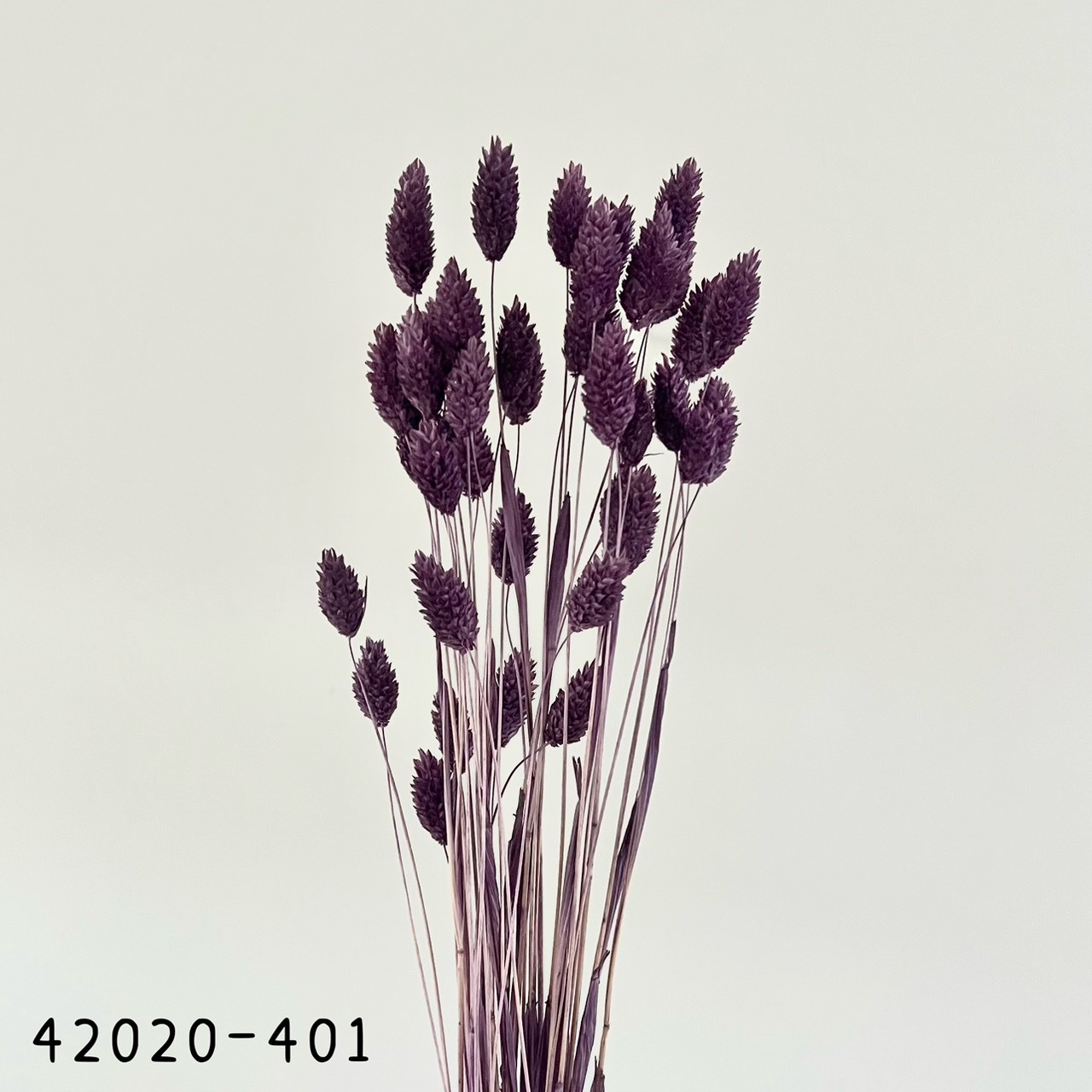 日本乾燥加那利 42020-401