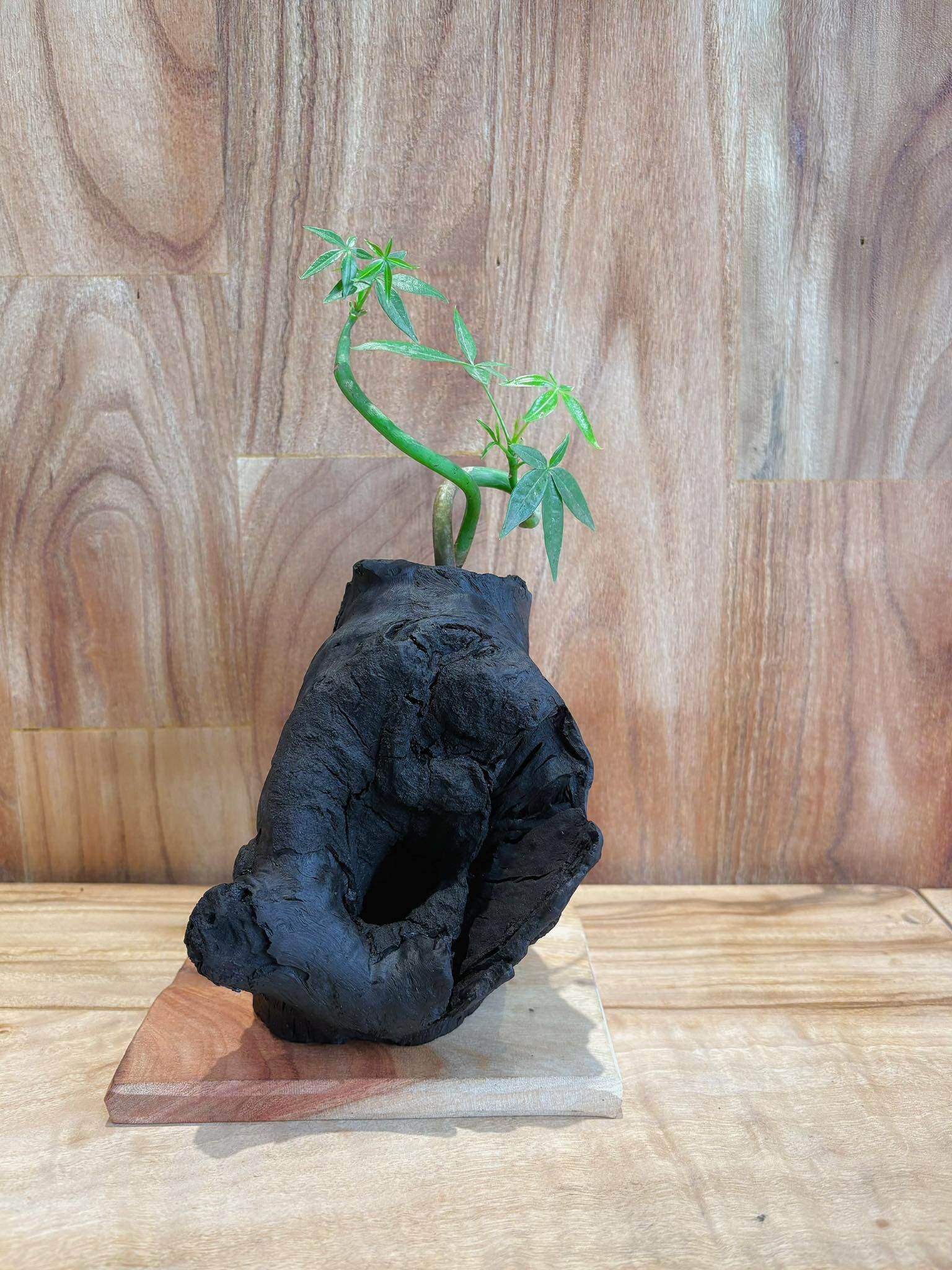 【1021專屬訂單 FB -Chung-Hui Liu】Rewood 龍眼炭盆栽－森息