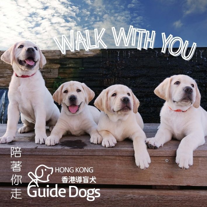 香港導盲犬磁石貼