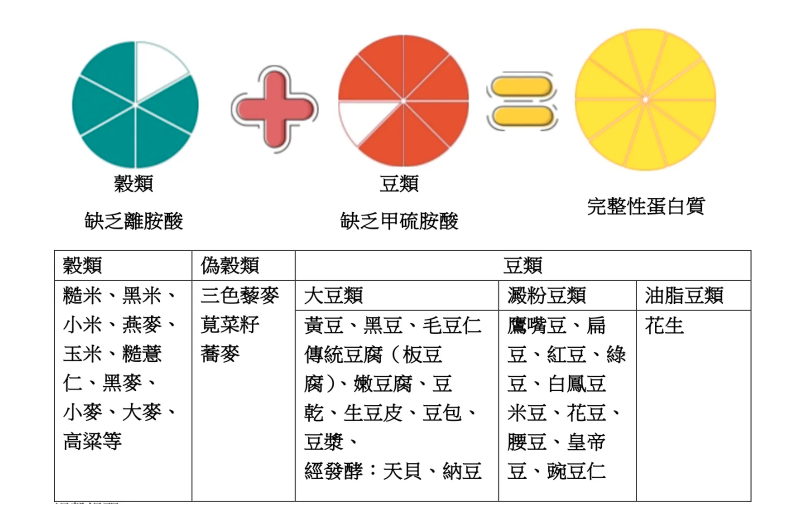 穀類+豆類=最佳蛋白質組合