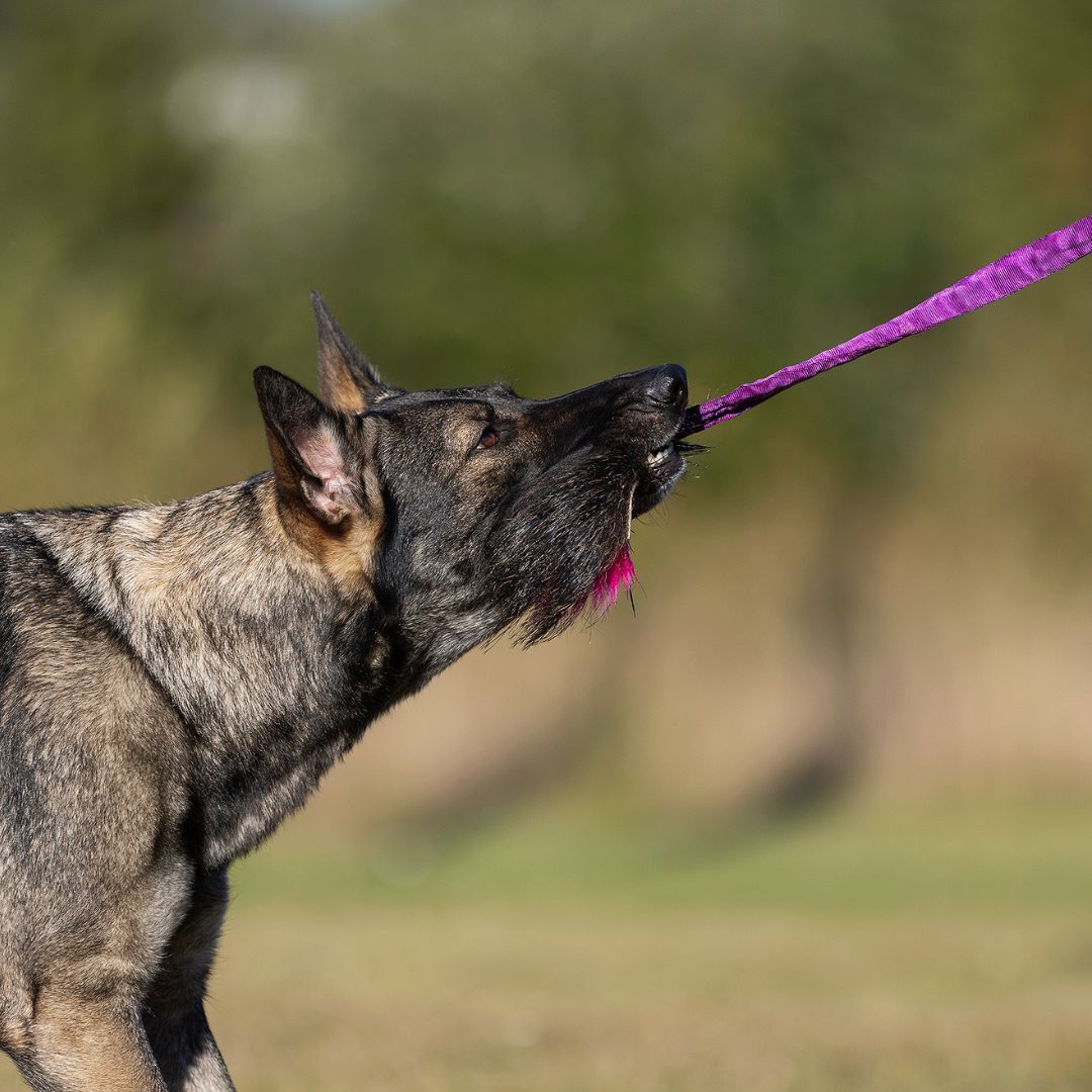 瑞典Doggie-Zen｜彈力野豬毛皮玩具