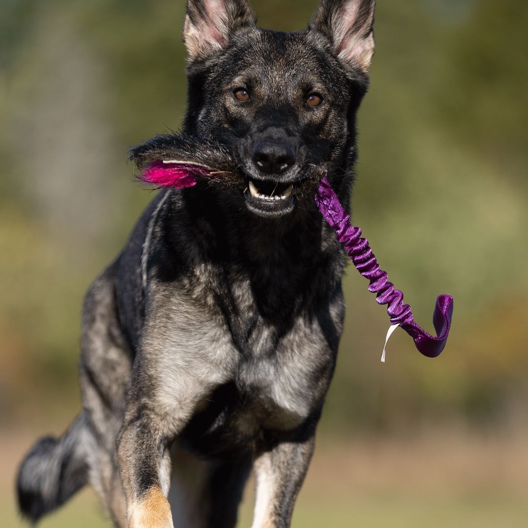 瑞典Doggie-Zen｜彈力野豬毛皮玩具