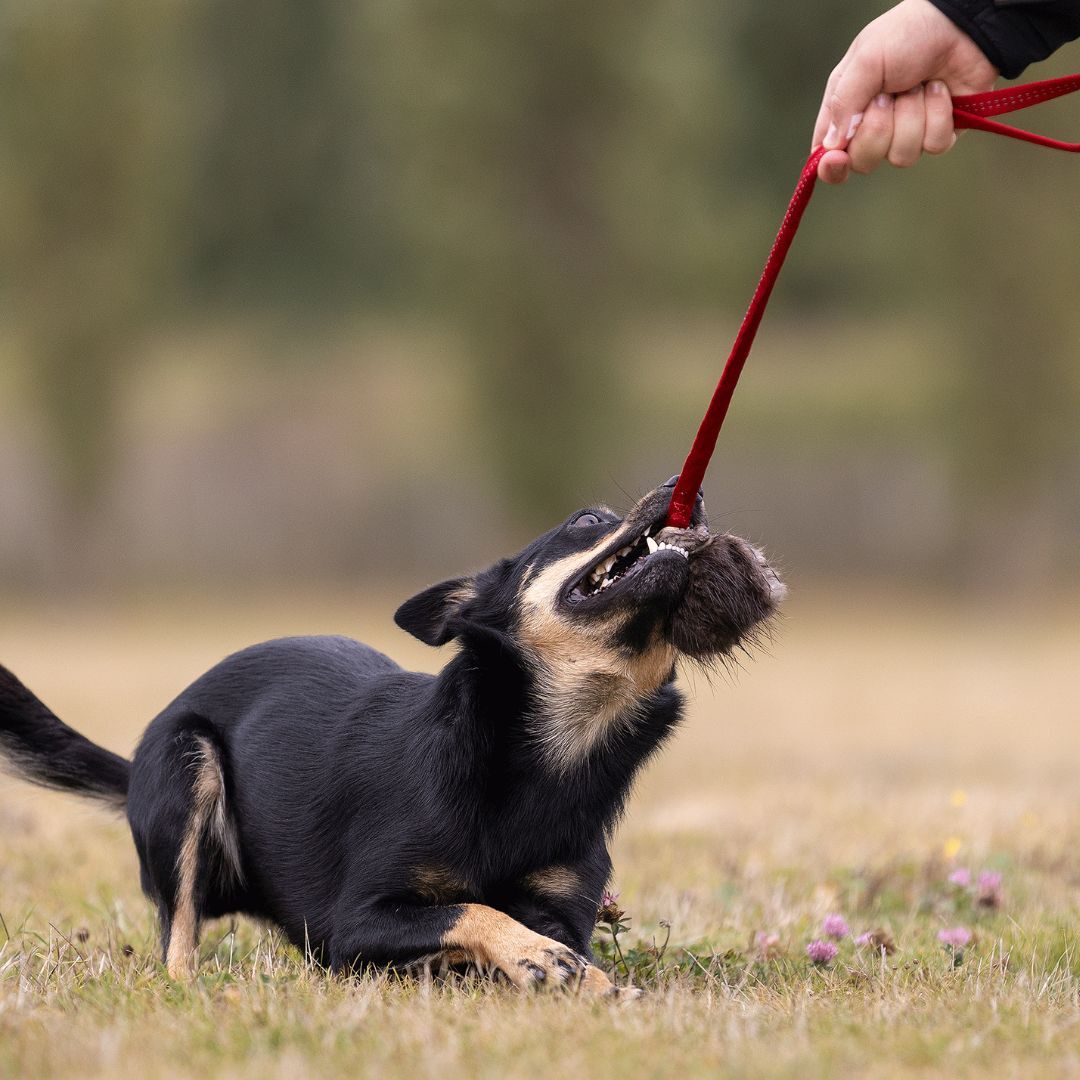 瑞典Doggie-Zen｜彈力藏食海狸毛玩具